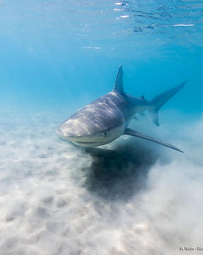shark.jpg
