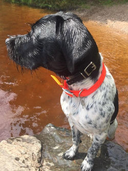 Winston- Black Male 5