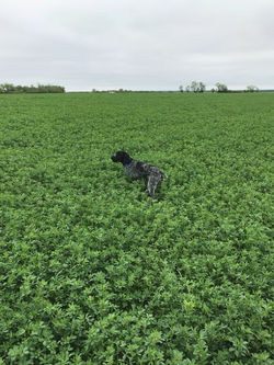 Mini- Black Female 7