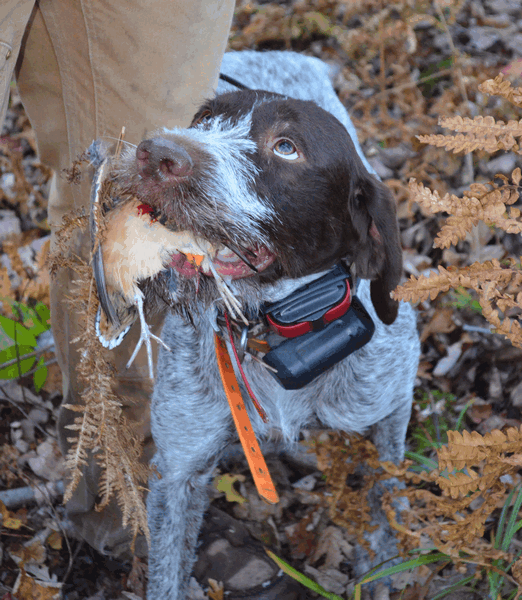 Bissel Grade Gun Dogs, Wisconsin, German Wirehaired Pointer Puppies