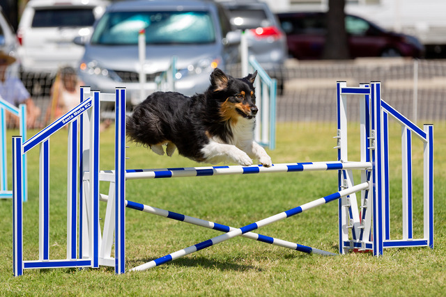 Black tri australian shepherd jumping over a jump in an agility competition