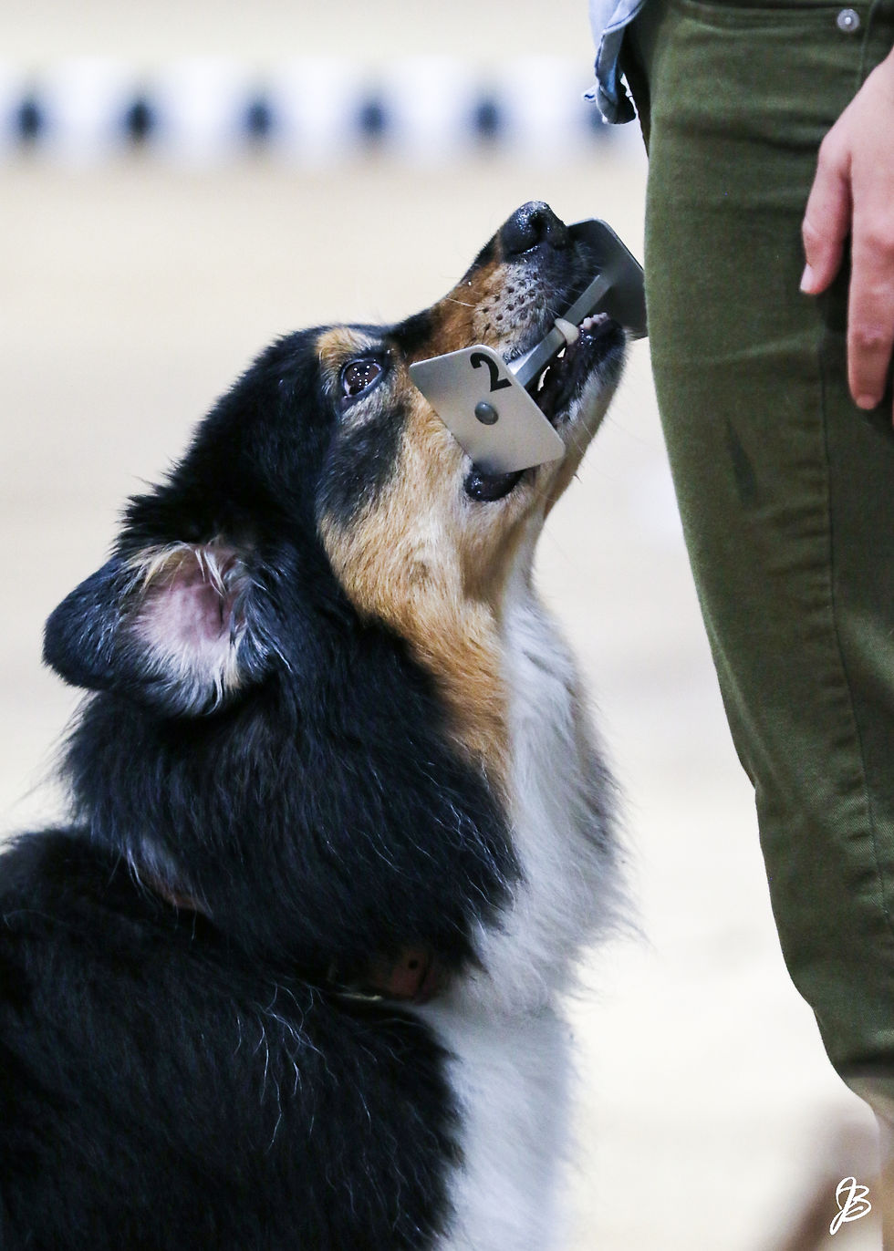 A headshot of an Australian Shepherd looking up at the handler with a metal dumbbell in the dog's mouth.