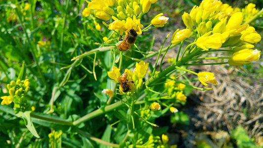 久保養蜂場,山口市,秋穂,はちみつ,蜂蜜,ハチミツ,道の駅あいお,道の駅きららあじす,あいお荘,じもっと,クリーミーはちみつ,純粋蜂蜜,スティックはちみつ,はちみつ漬け,ハニーとまとジャム,ハニーかぼちゃジャム,ハニーキャロットジャム,ベジタブルジャム,米粉とはちみつのポルボロン,久保紀子,