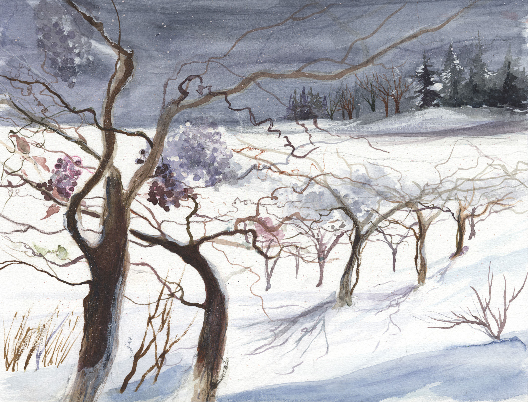 Winter Vines