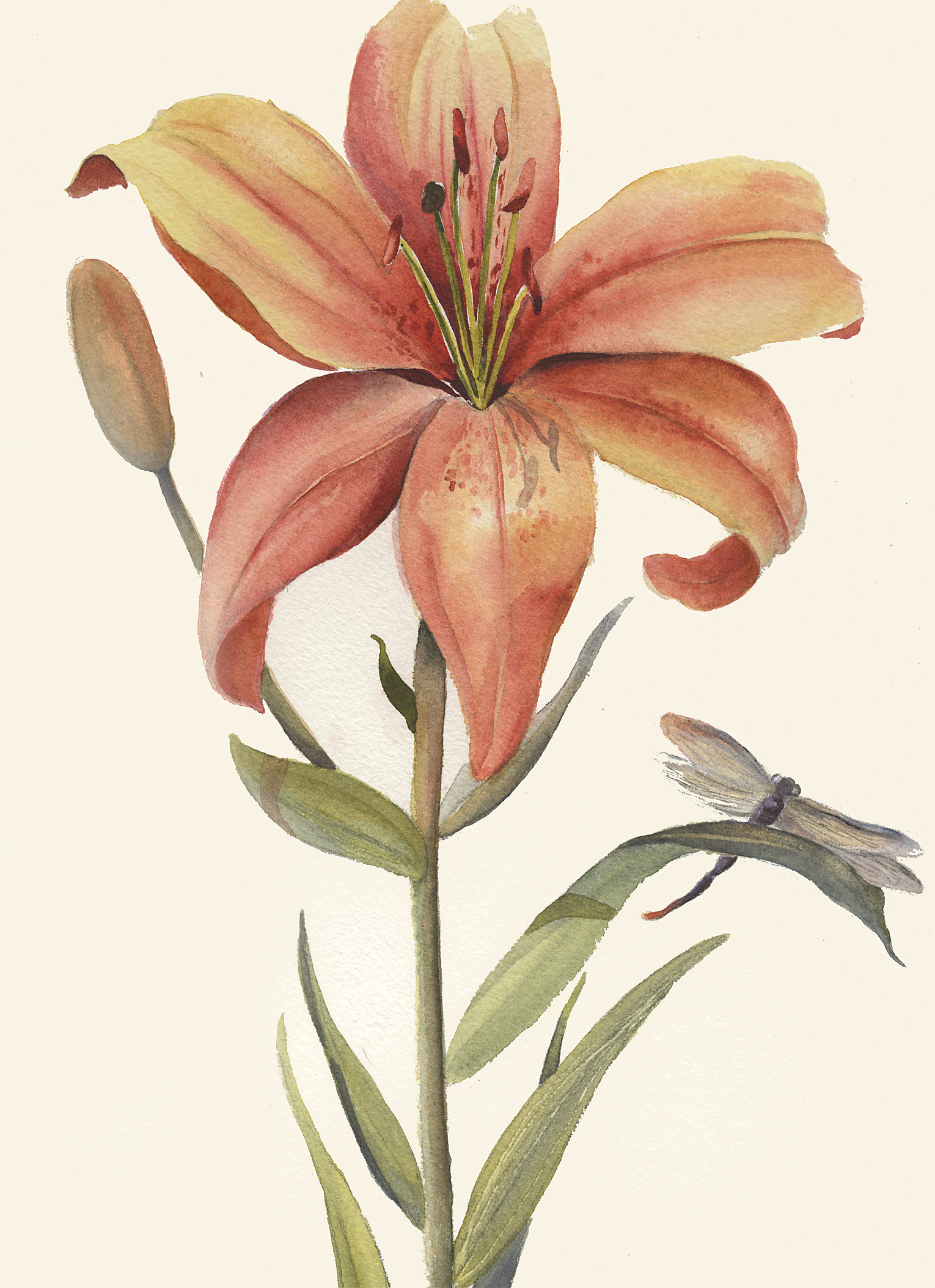 Remembering Lily