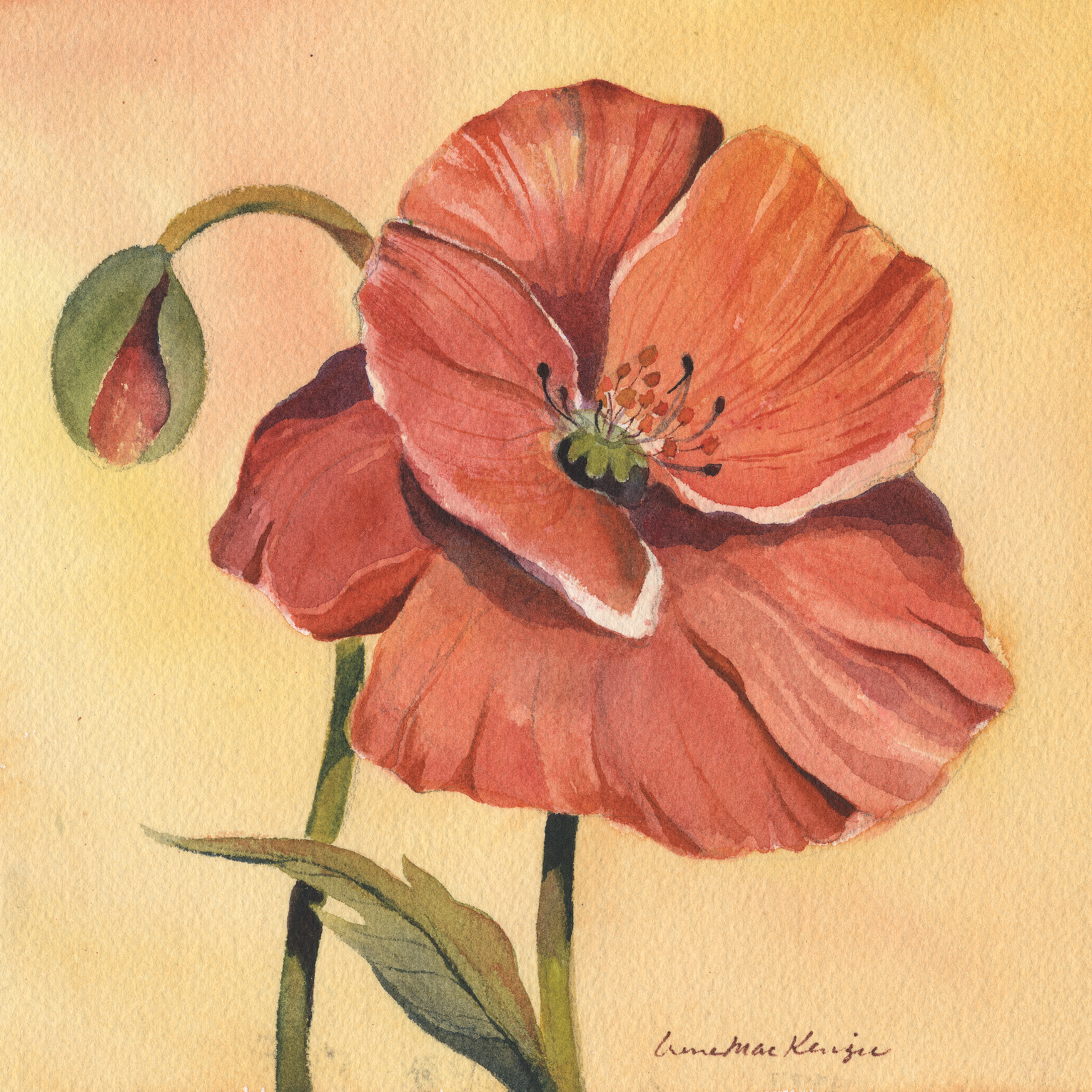Single Poppy