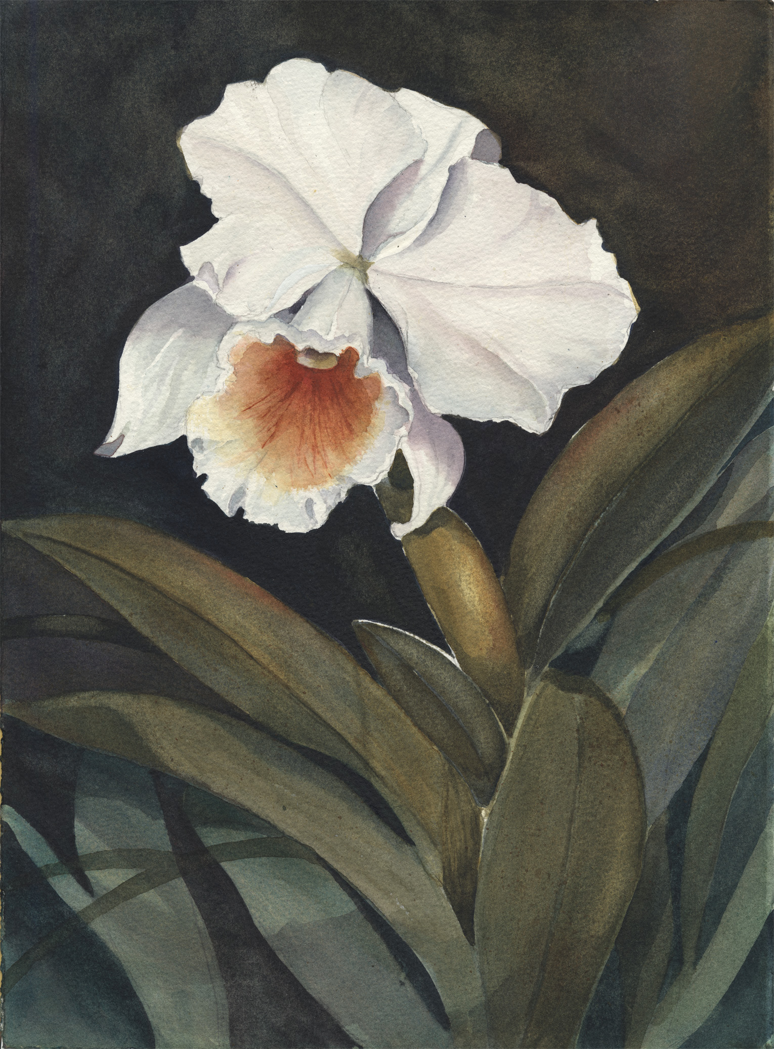 White Orchid