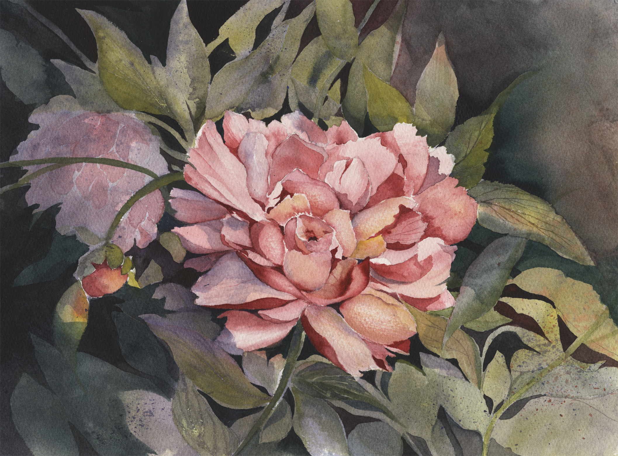 Pink Peony