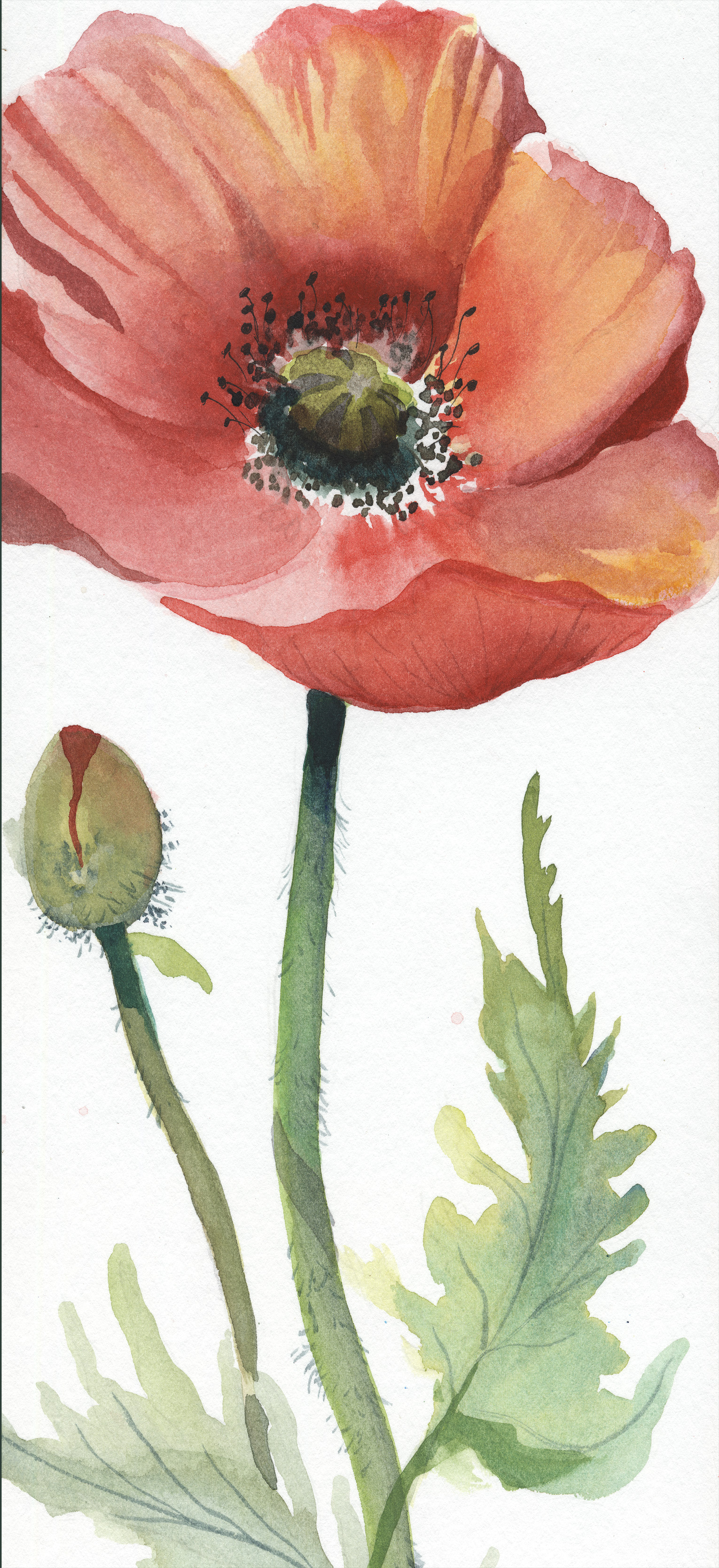 Small Poppy