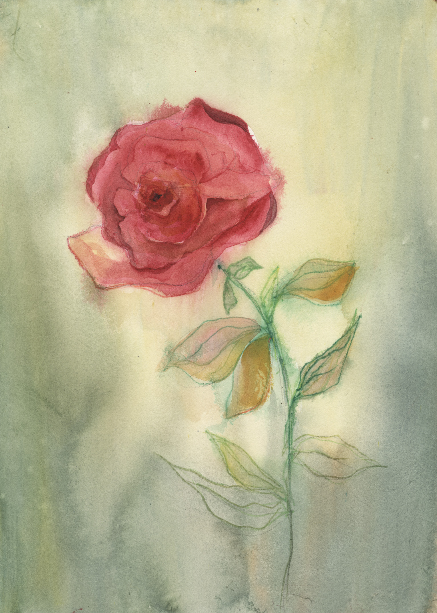 Summer Rose