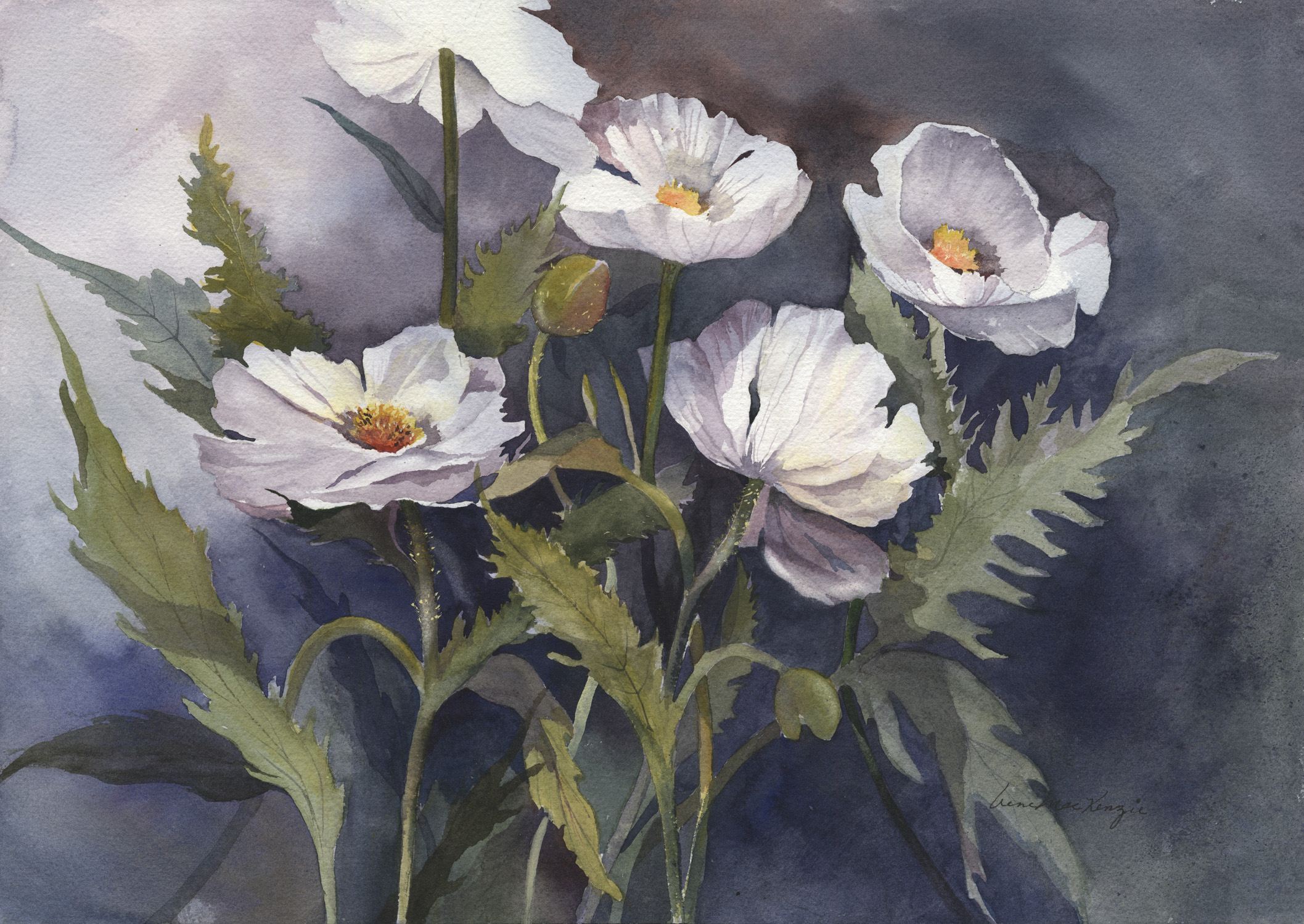 White Poppies