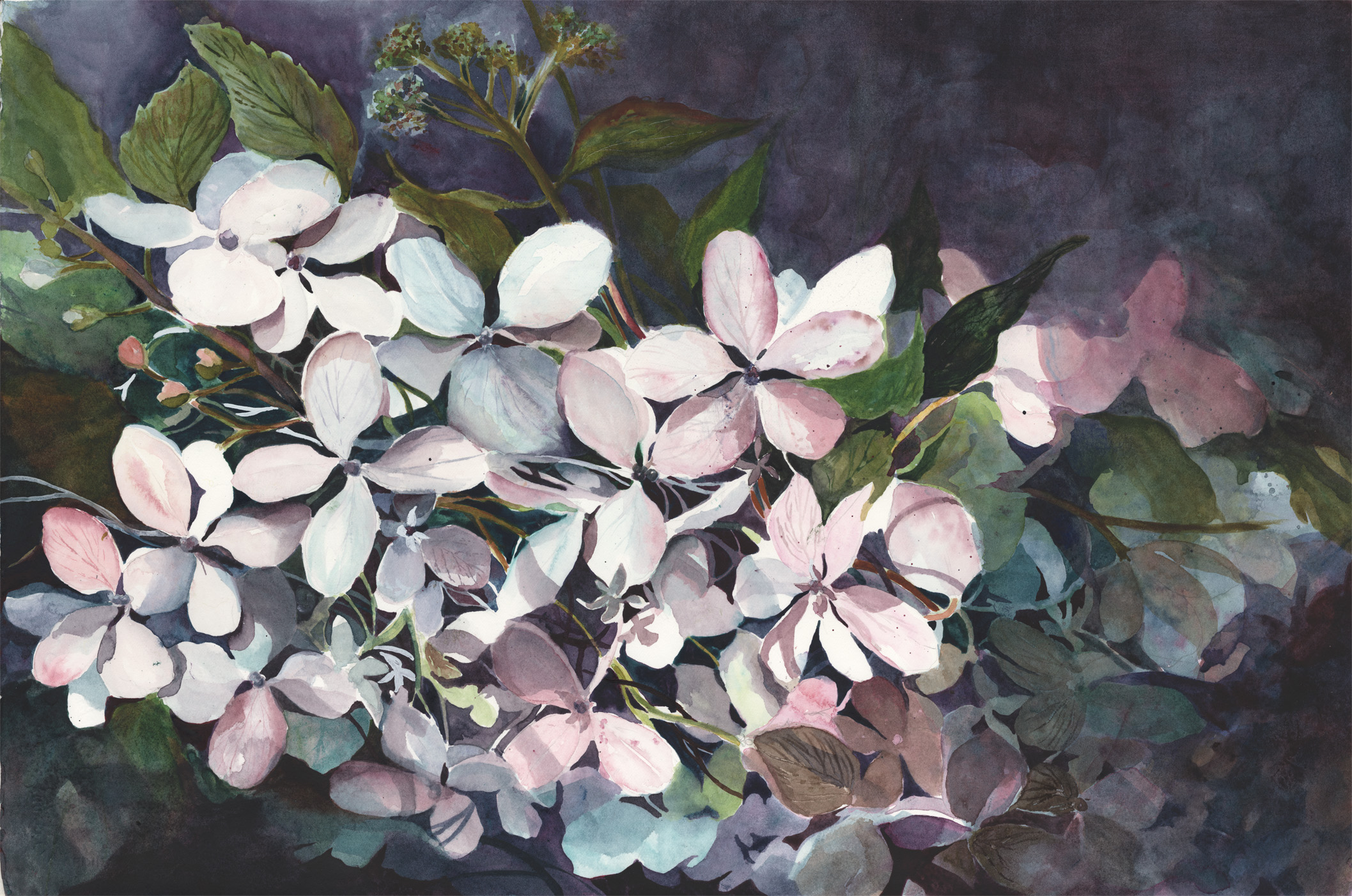 Pink Hydrangea
