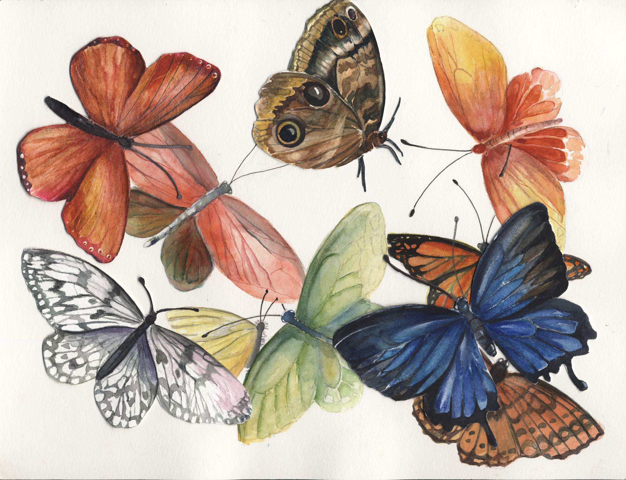 Butterfly Wings