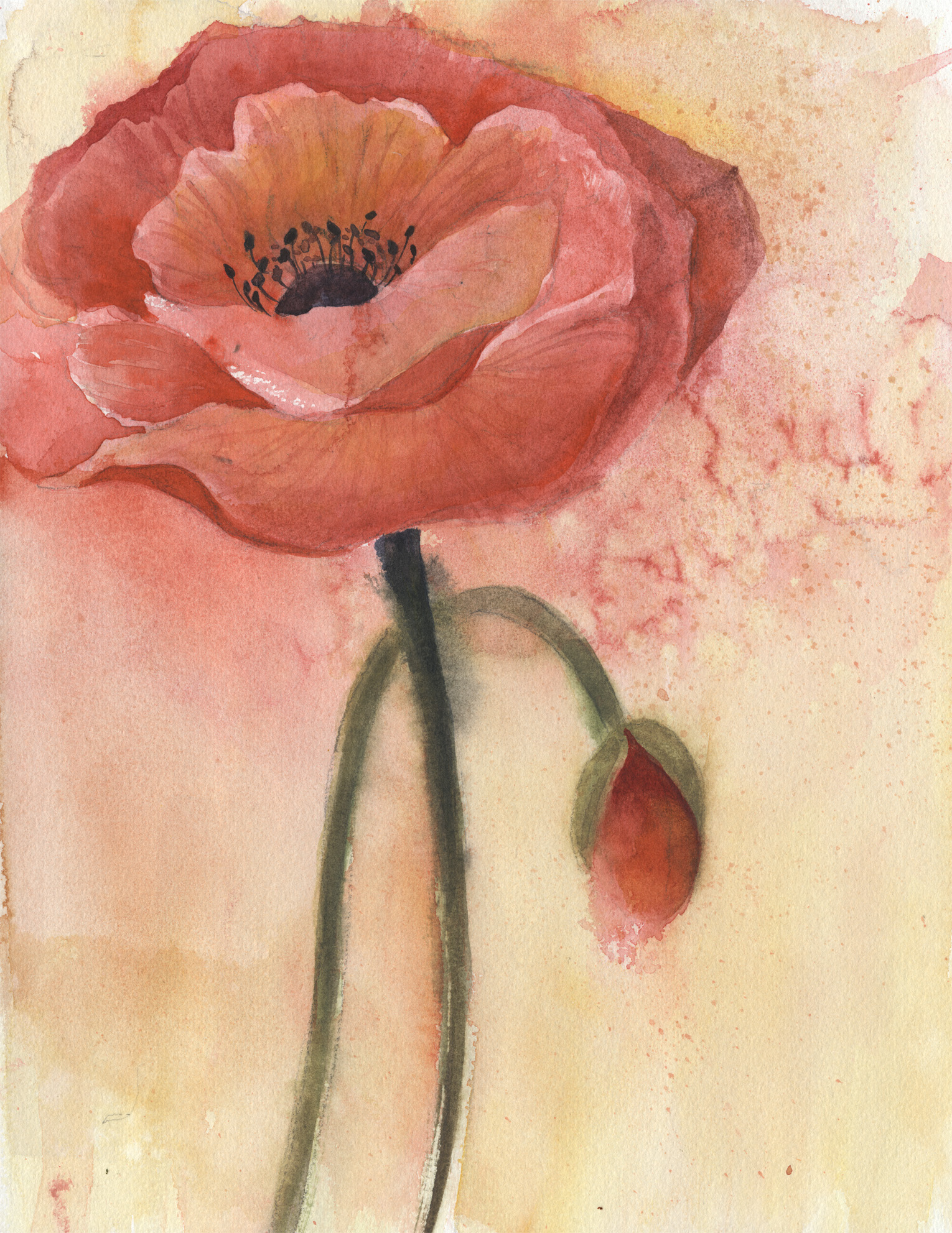 A Poppy