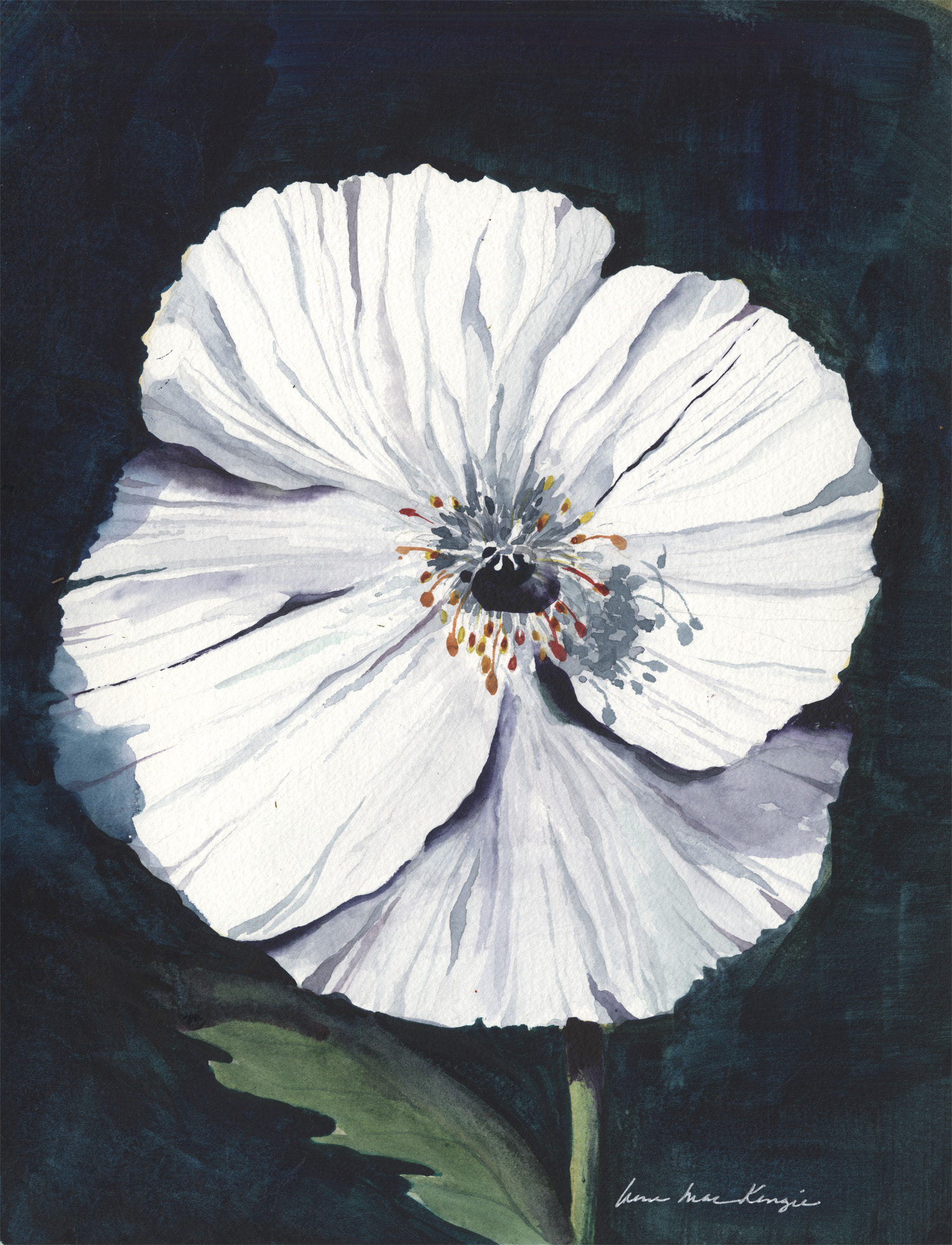 White Poppy