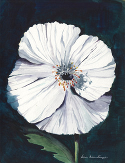 White Poppy