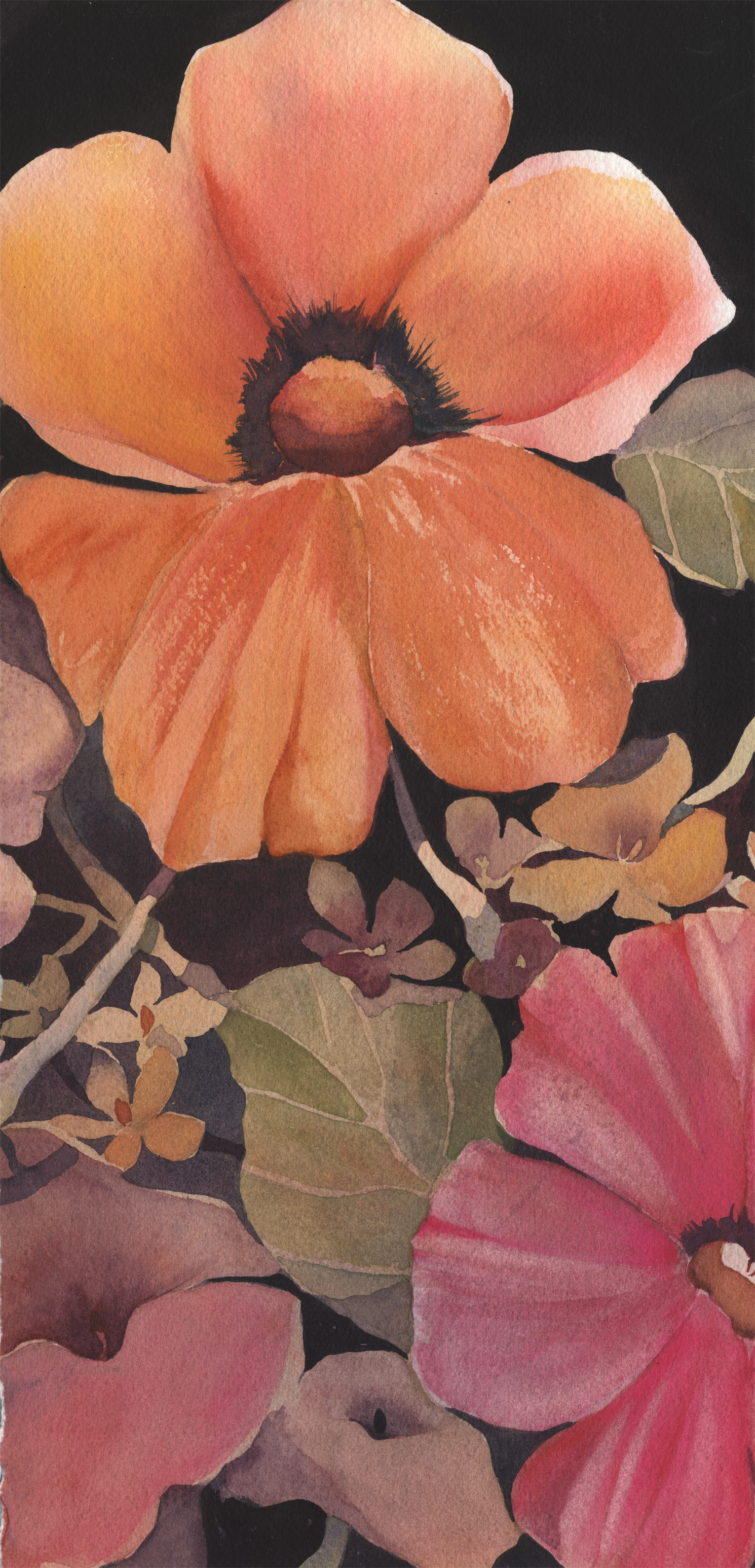 Hibiscus