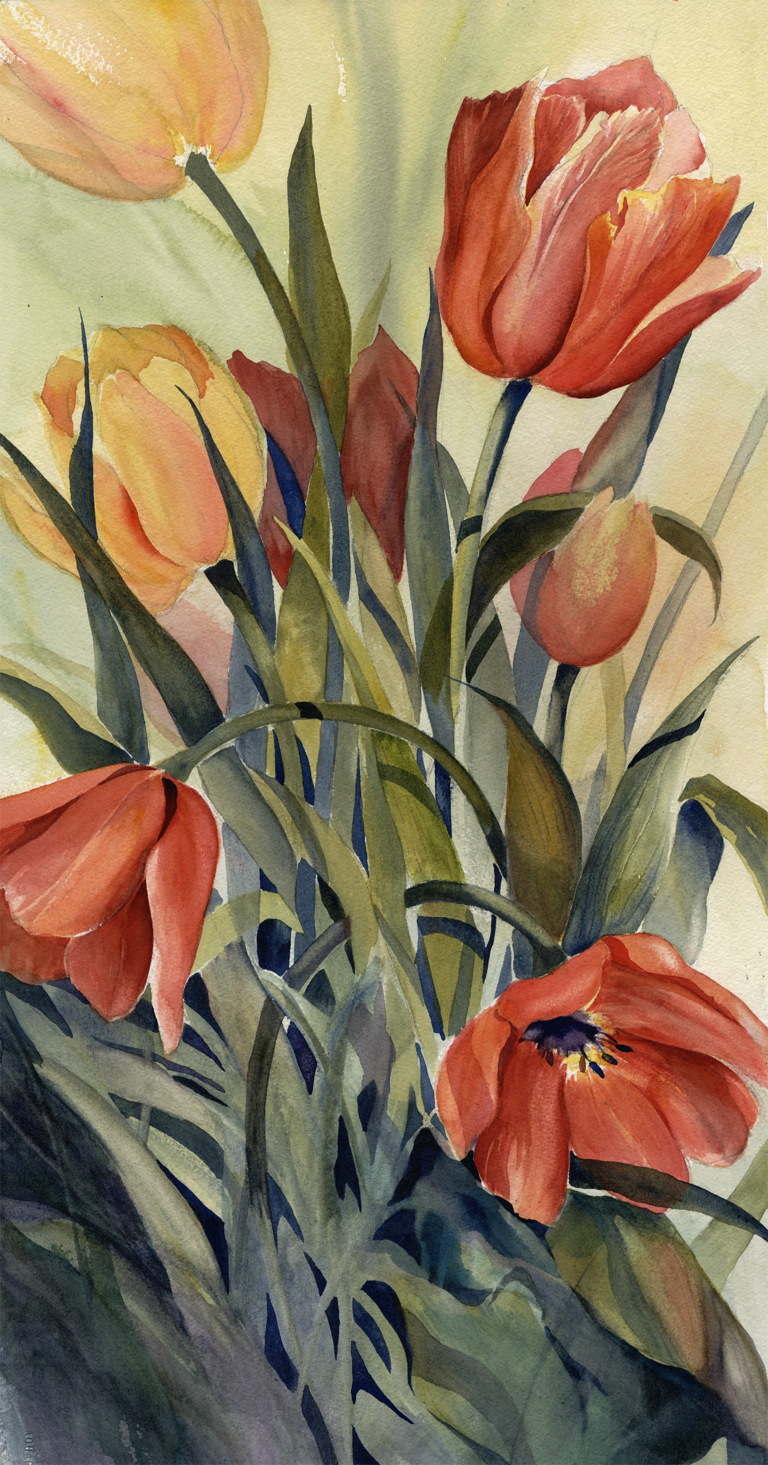 Tulips in Bloom
