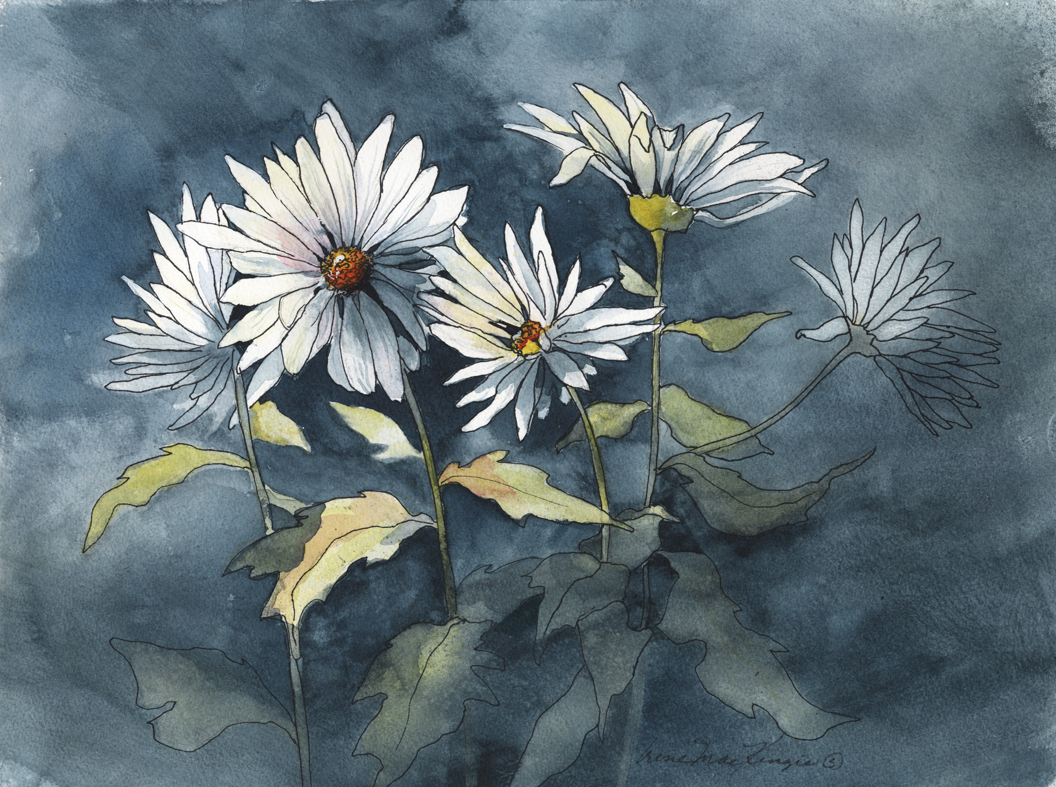 Daisy Shadows