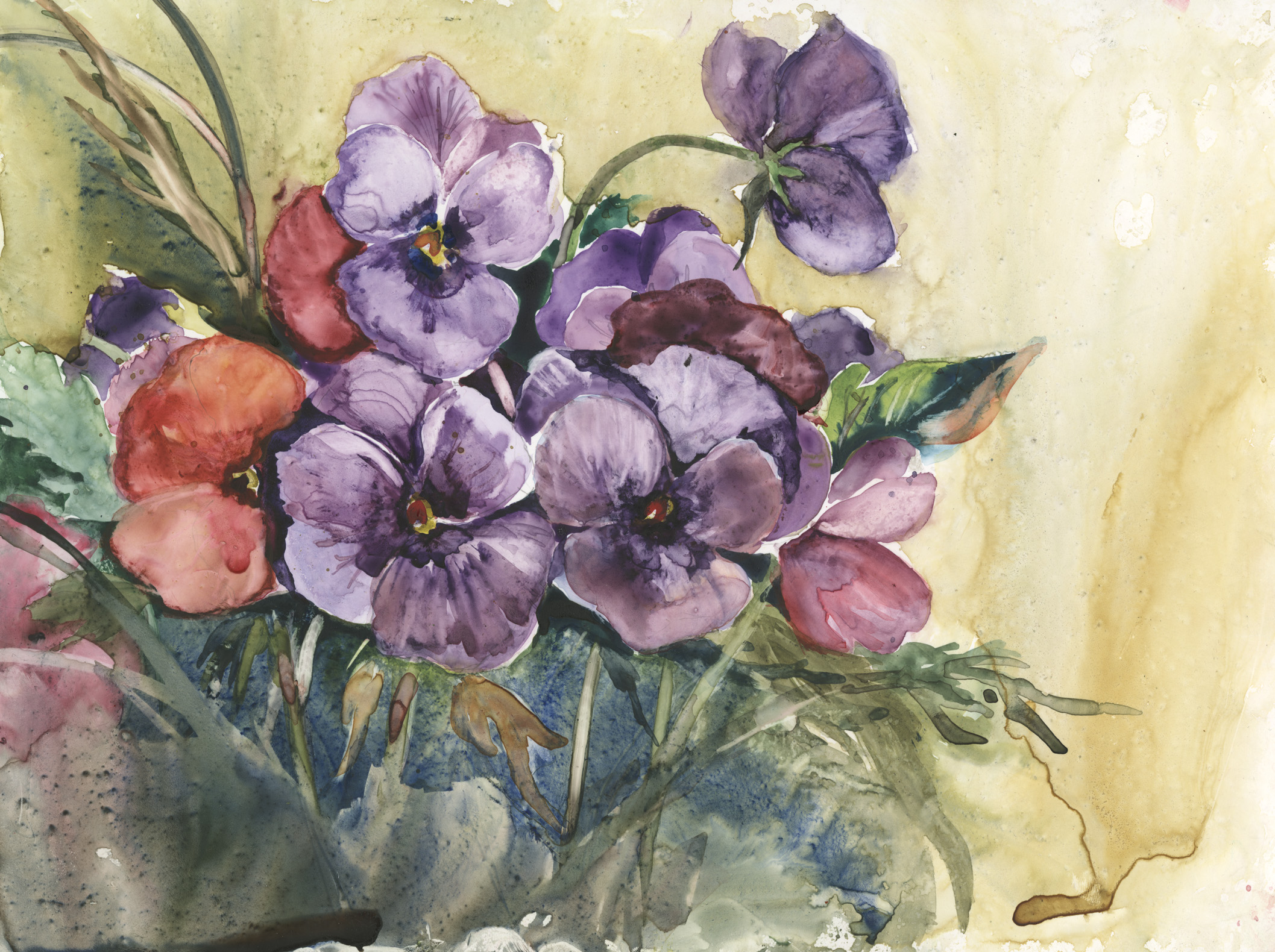 Precious Pansies