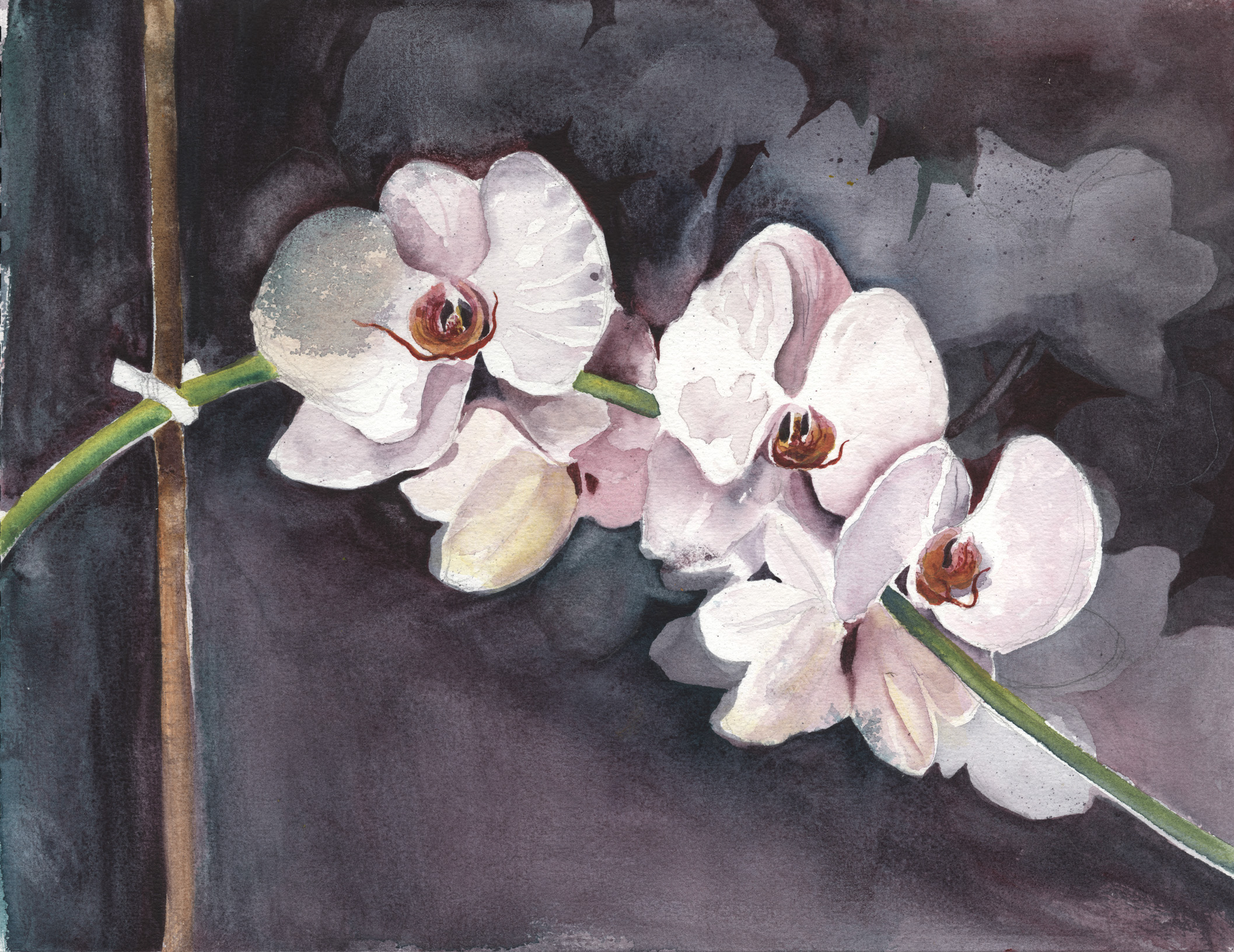 Small Orchids