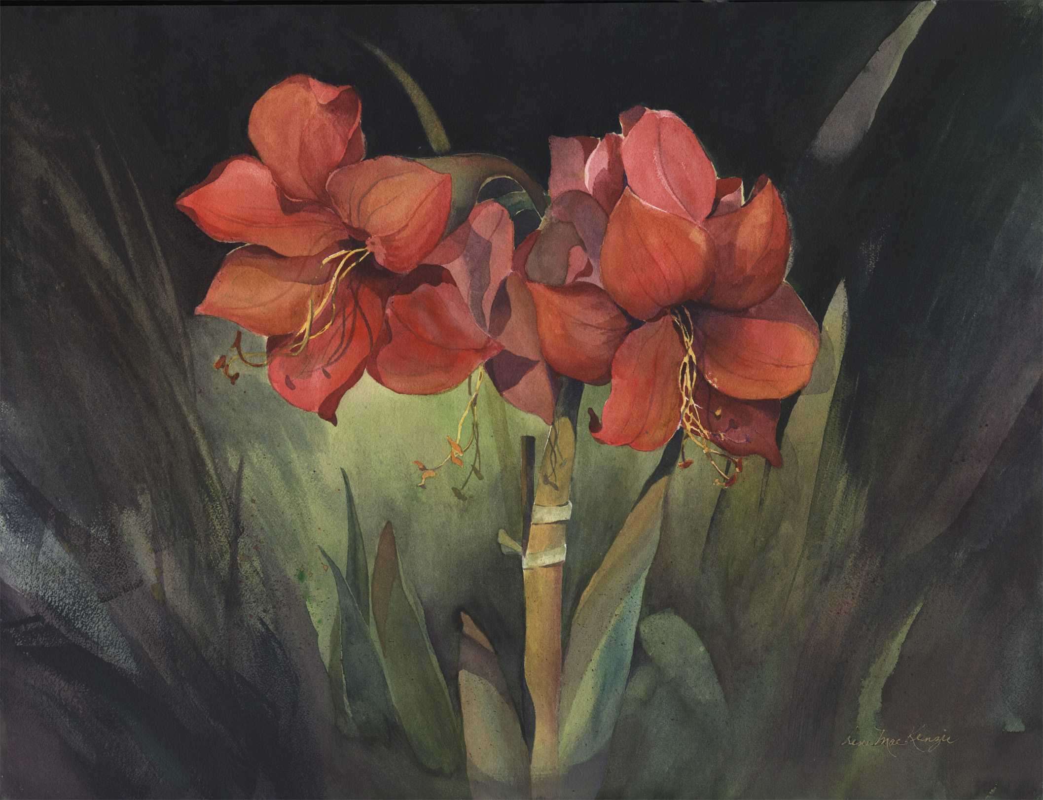 Amaryllis Duo