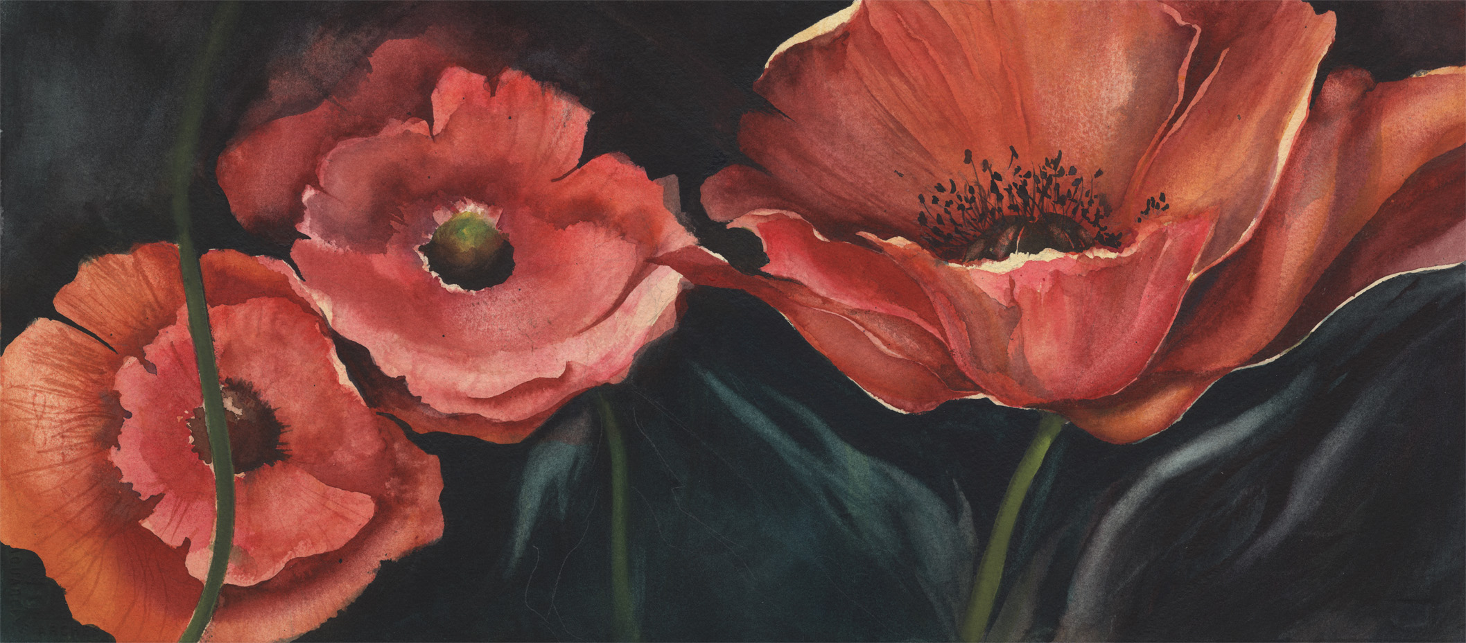 Poppy Emergence