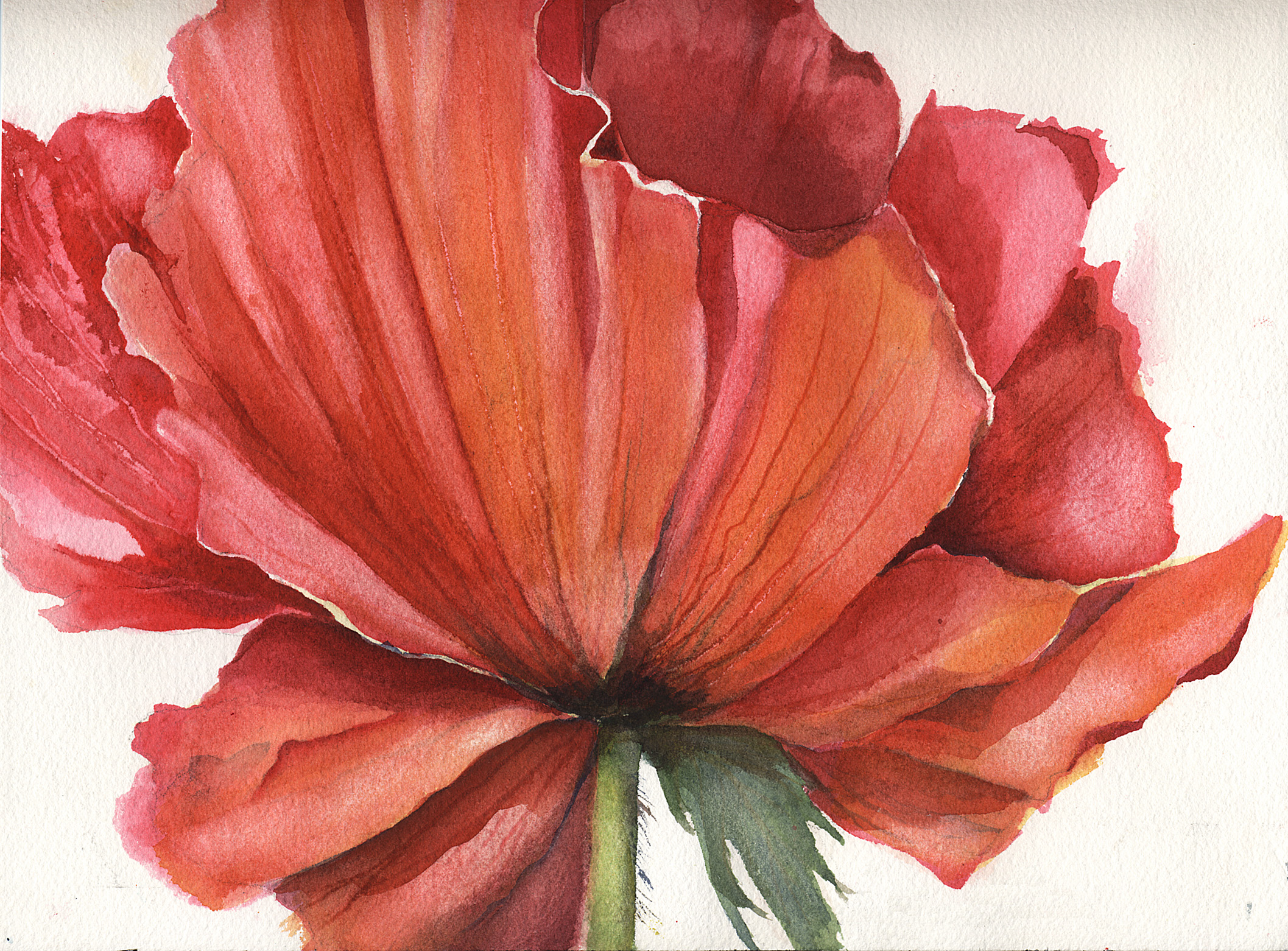 Poppy for You