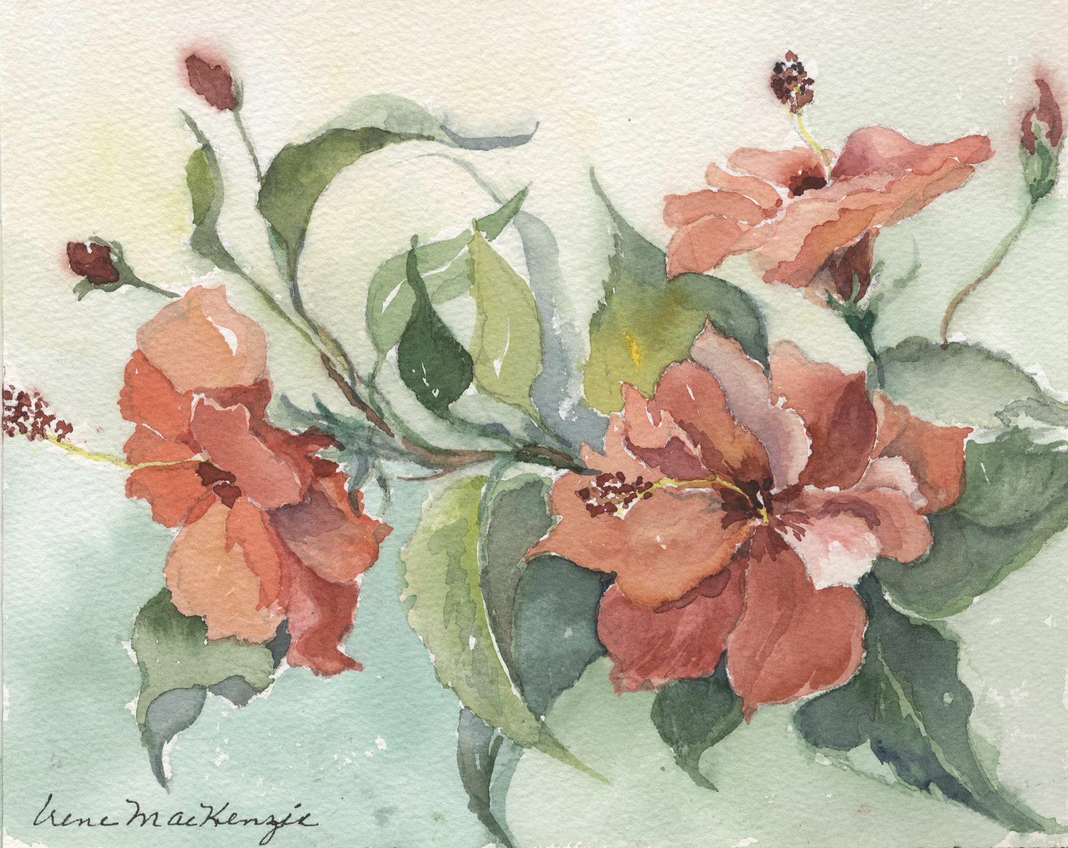 Jan's Hibiscus