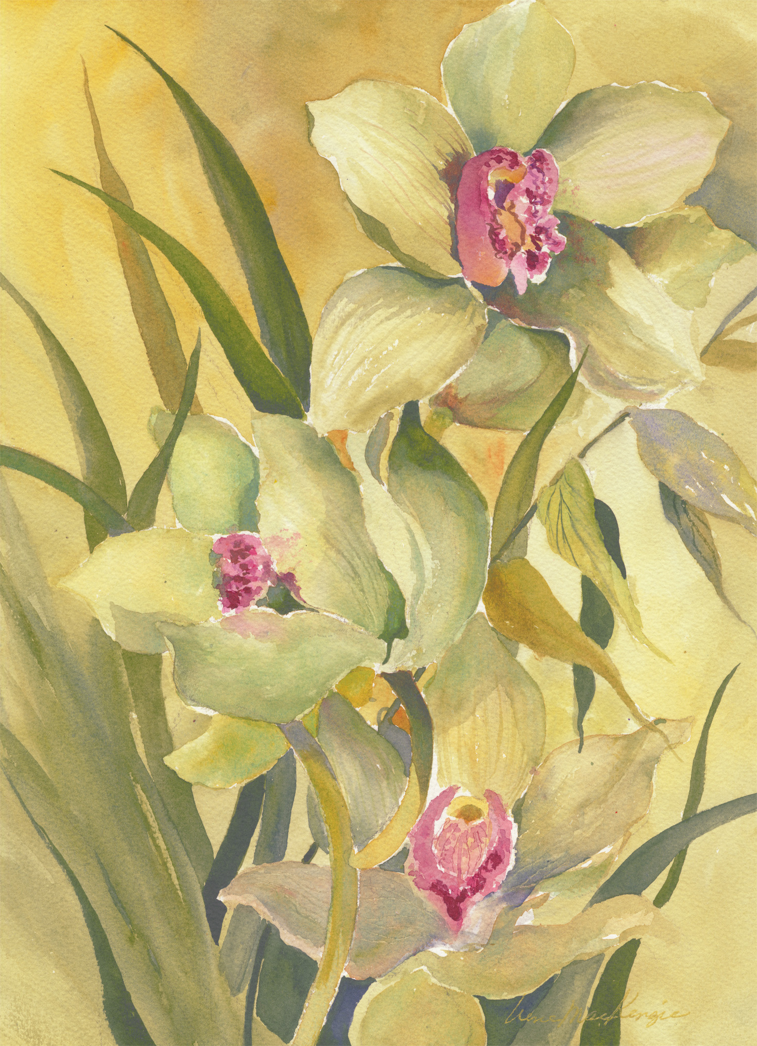 Yellow Orchids