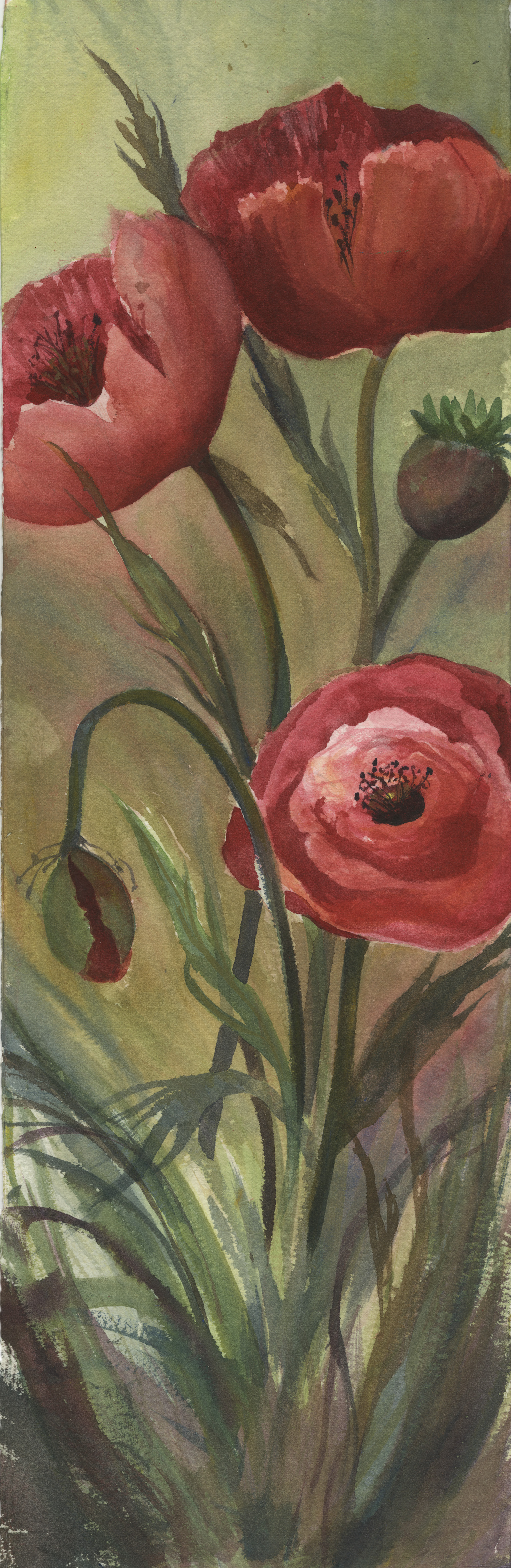 Summertime Poppies