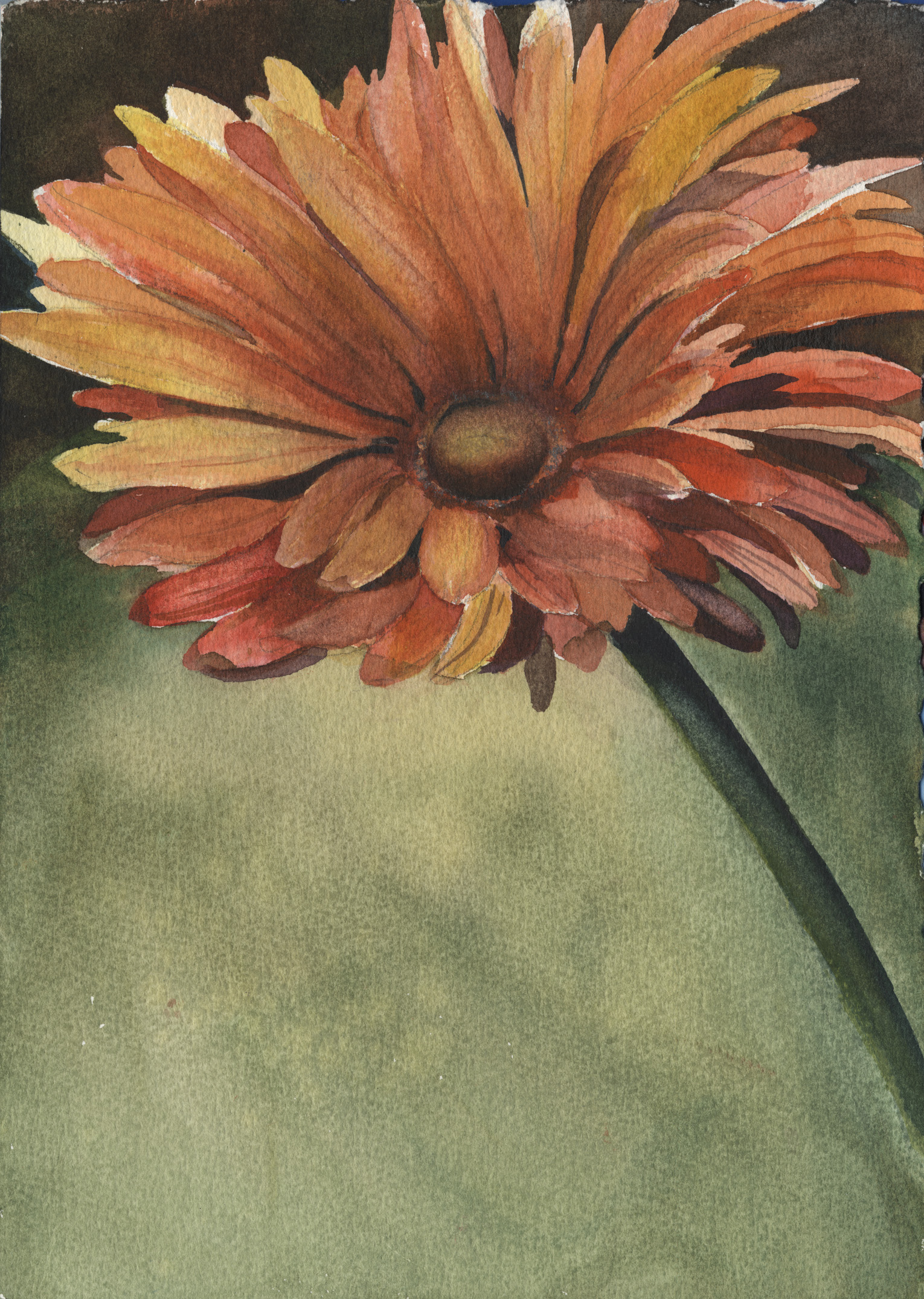 Gerbera