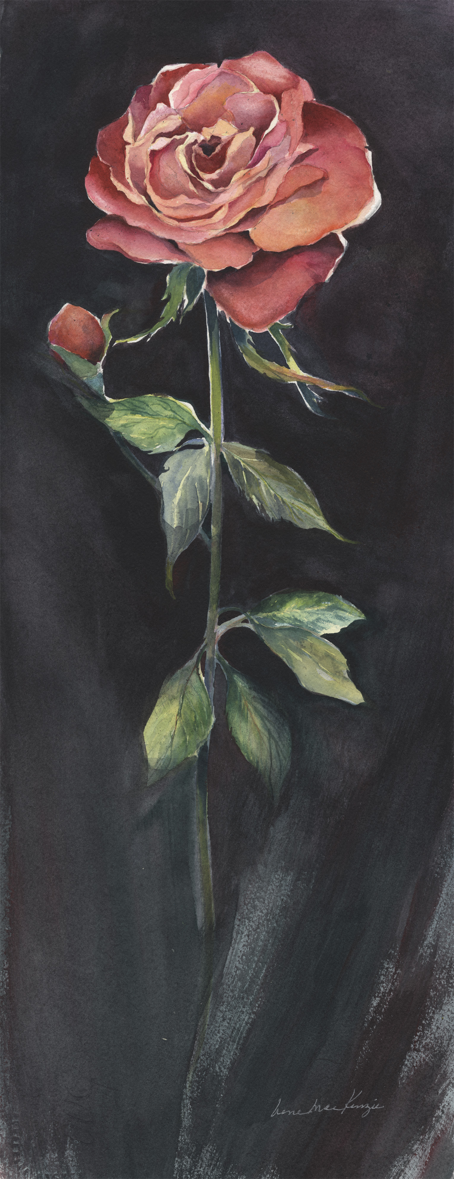 Solitary Rose
