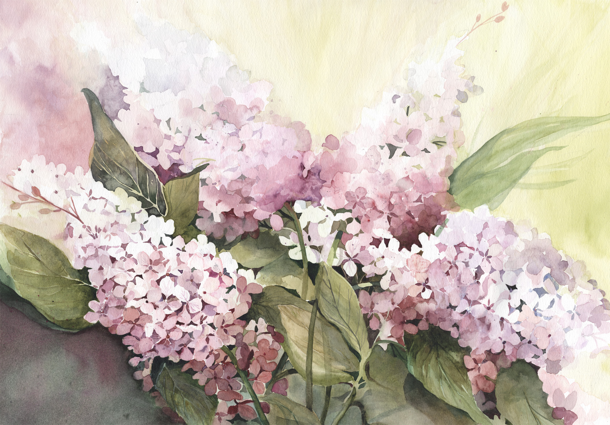 Angel Hydrangea