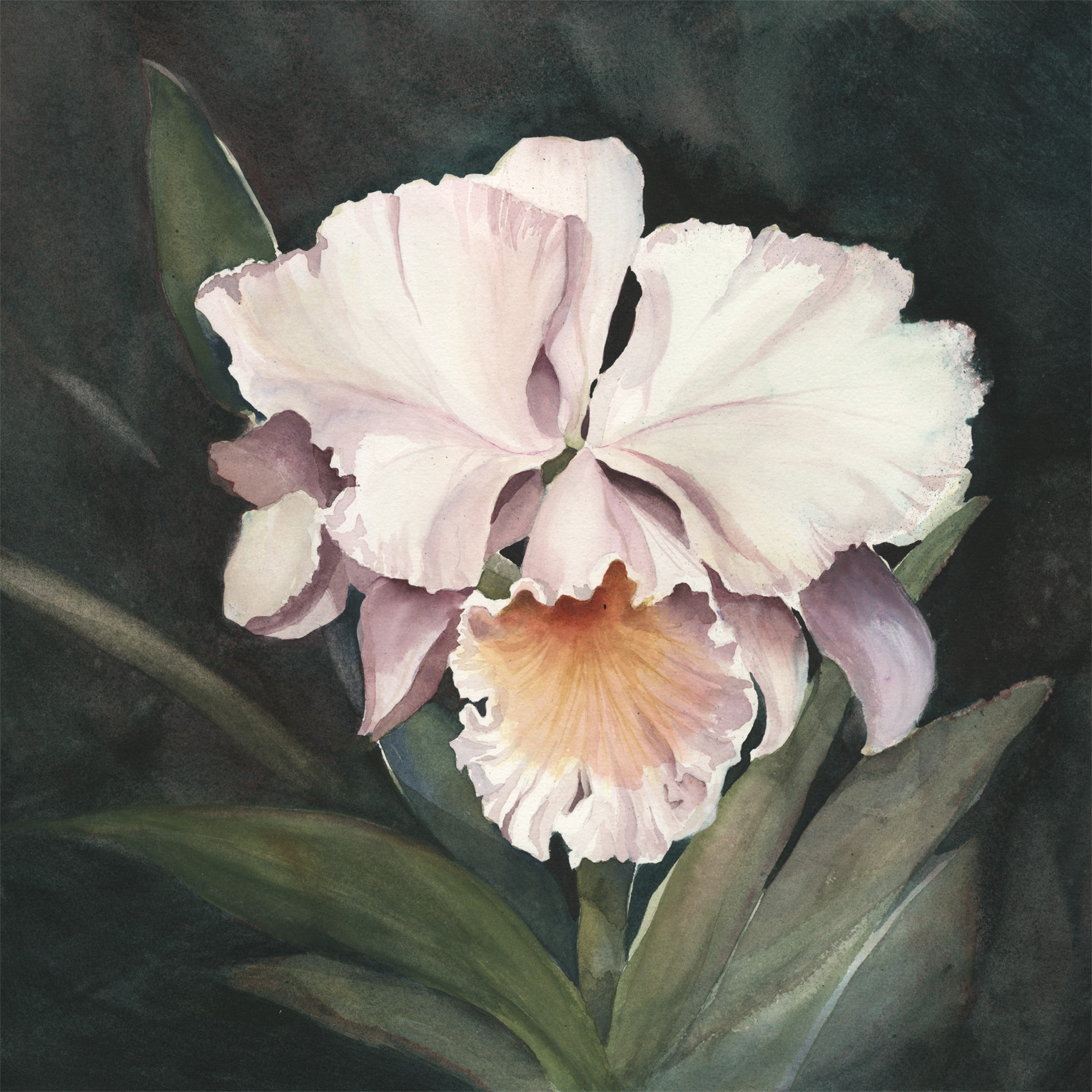 Orchid