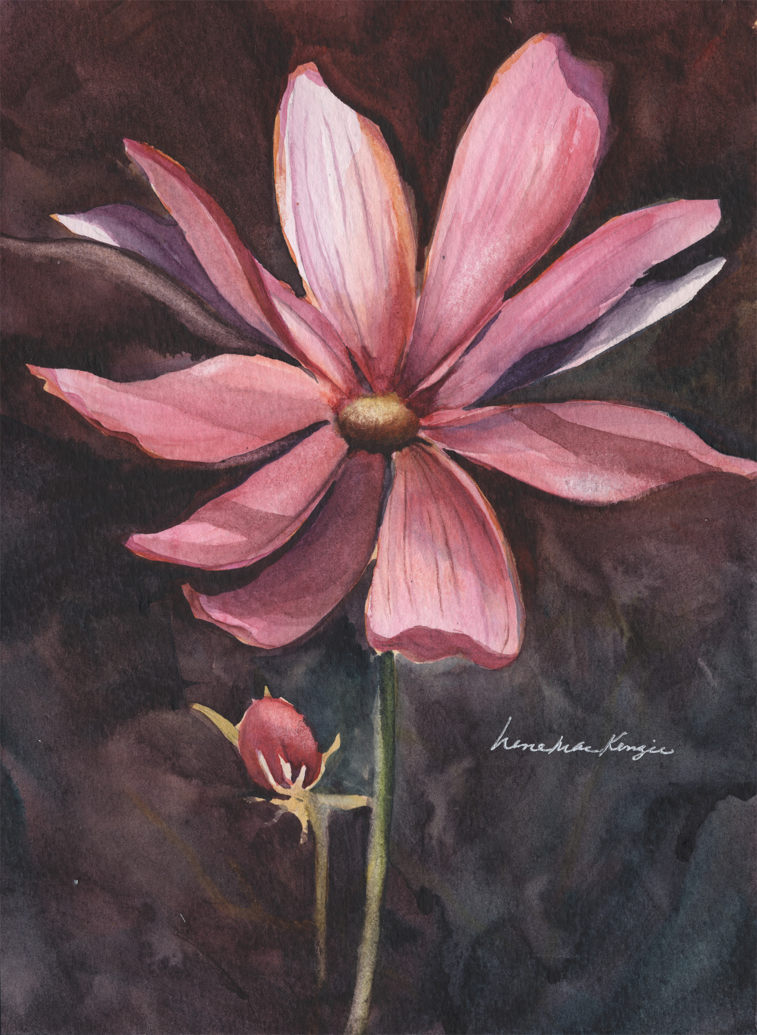 Cosmos in Pink