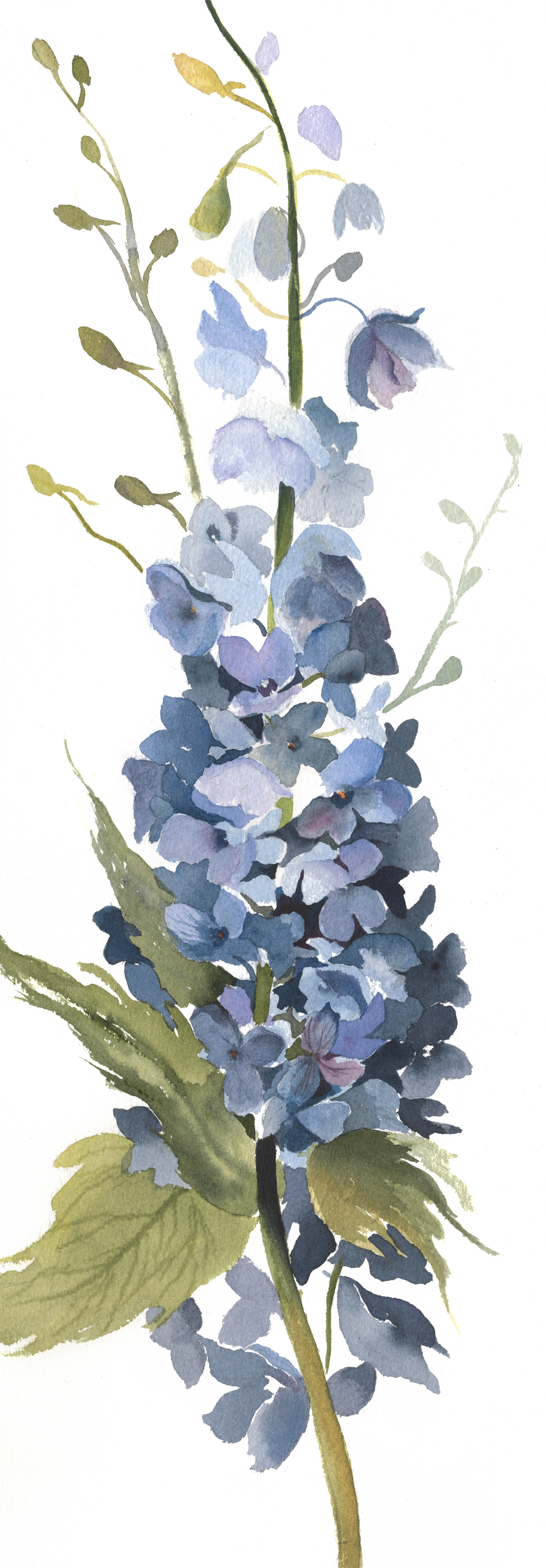 Delphinium #2
