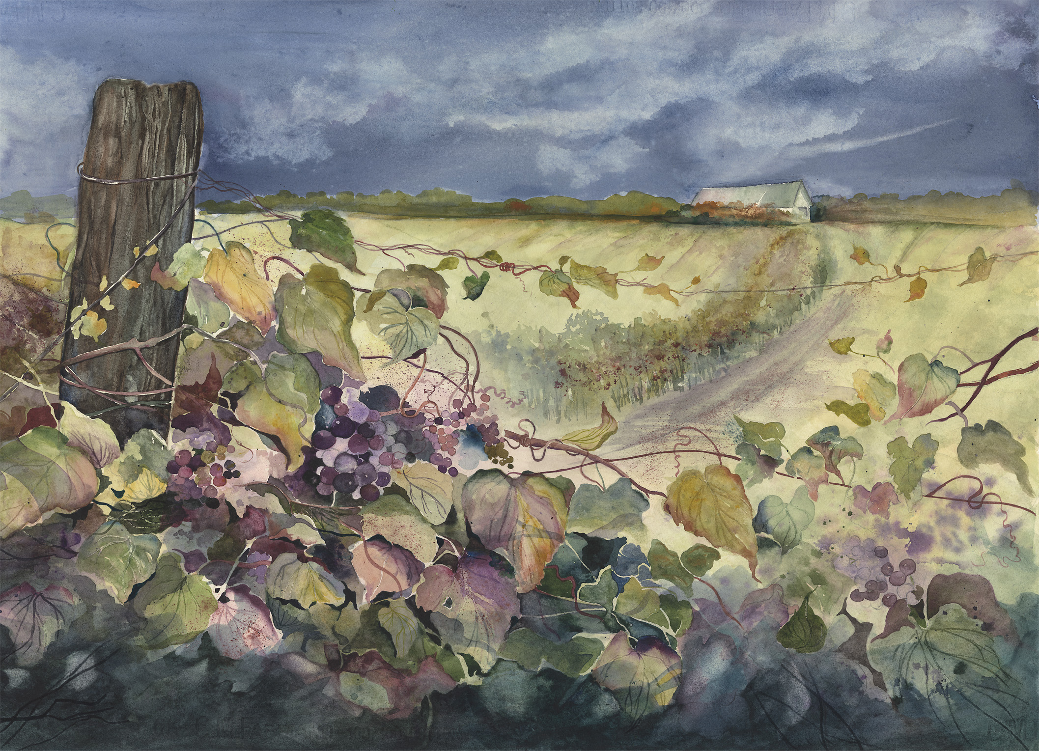 Niagara Vineyard