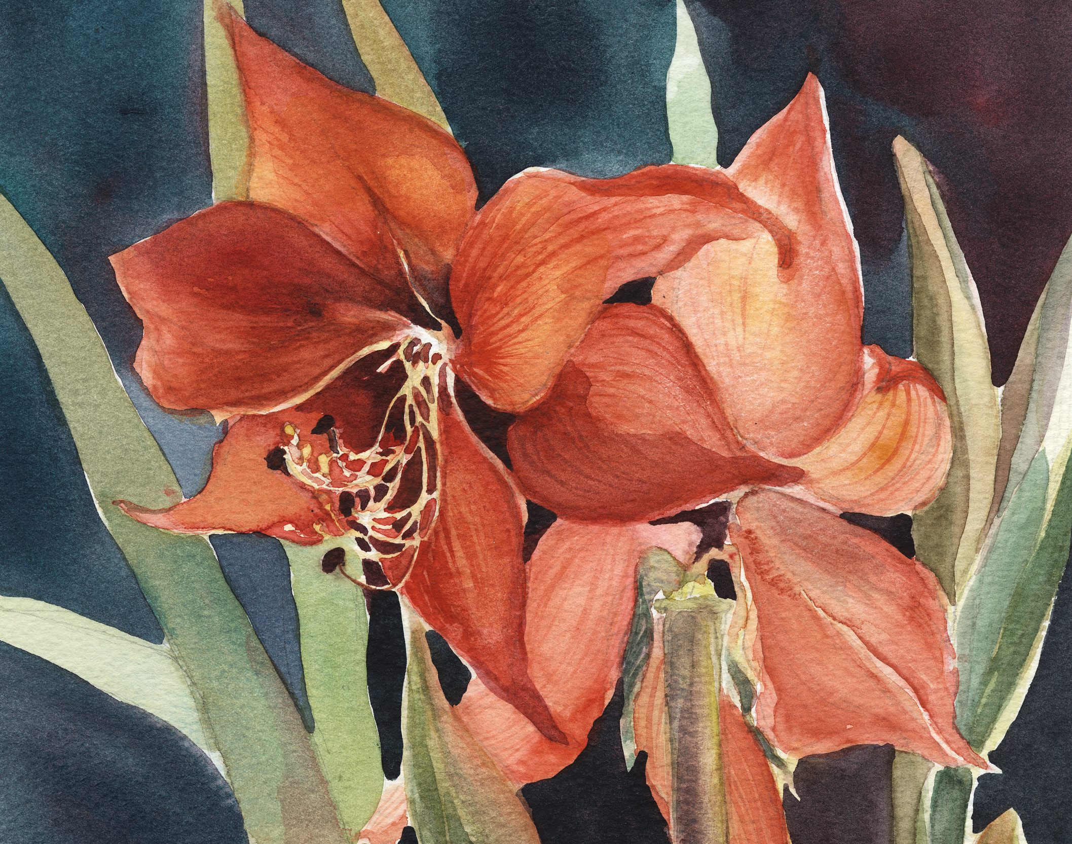 Amaryllis Glow