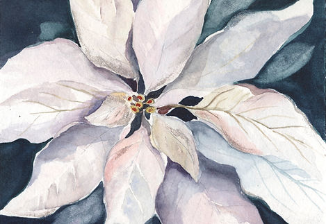 White Poinsettia
