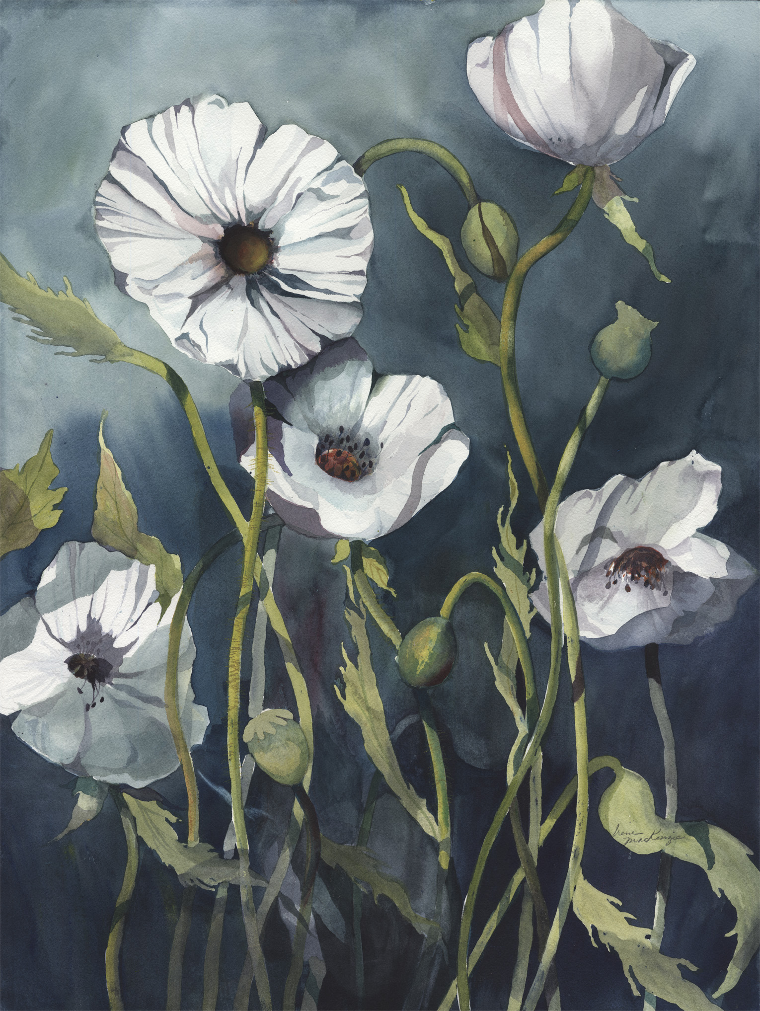 Poppy Tango