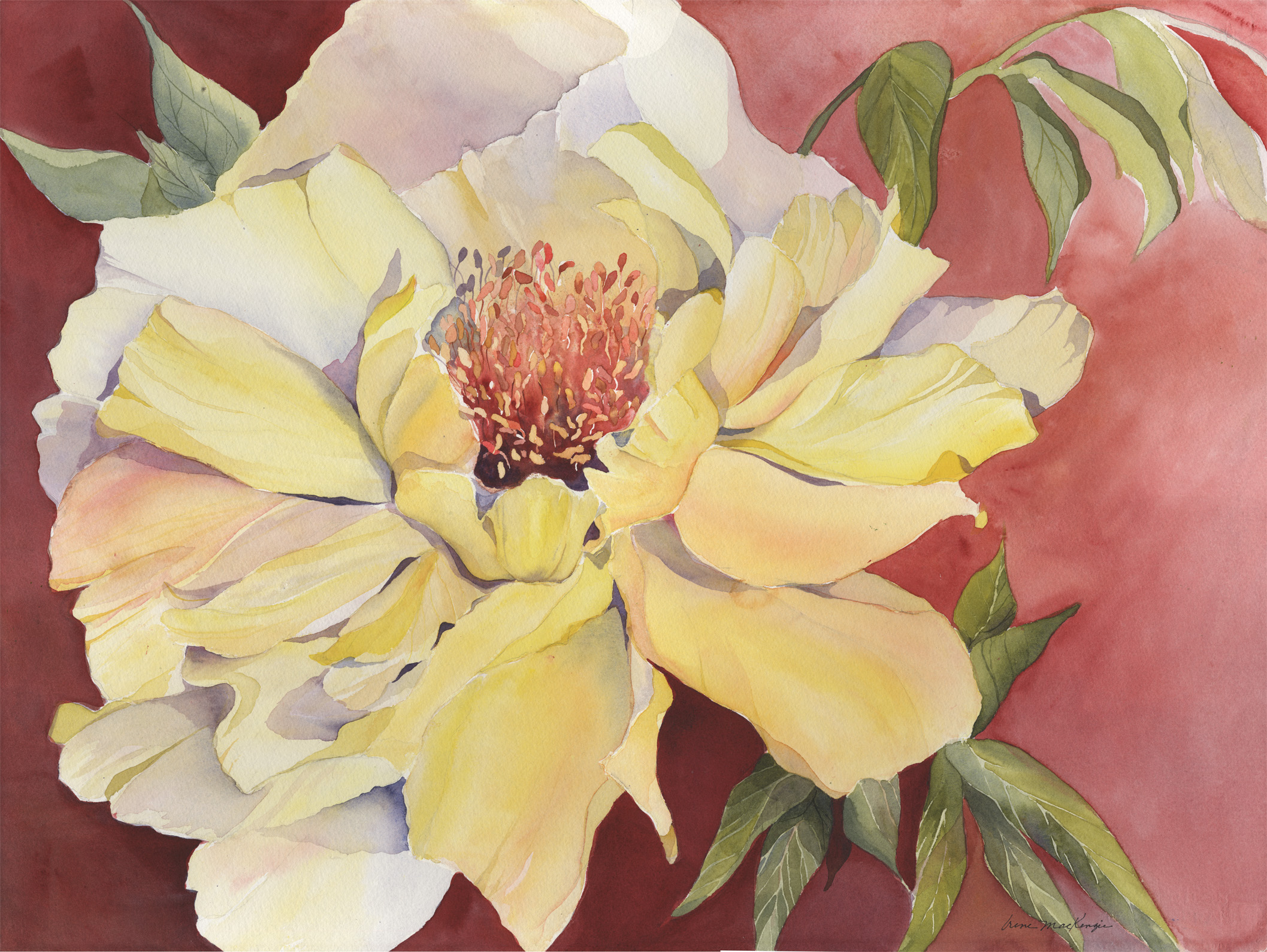Precious Peony