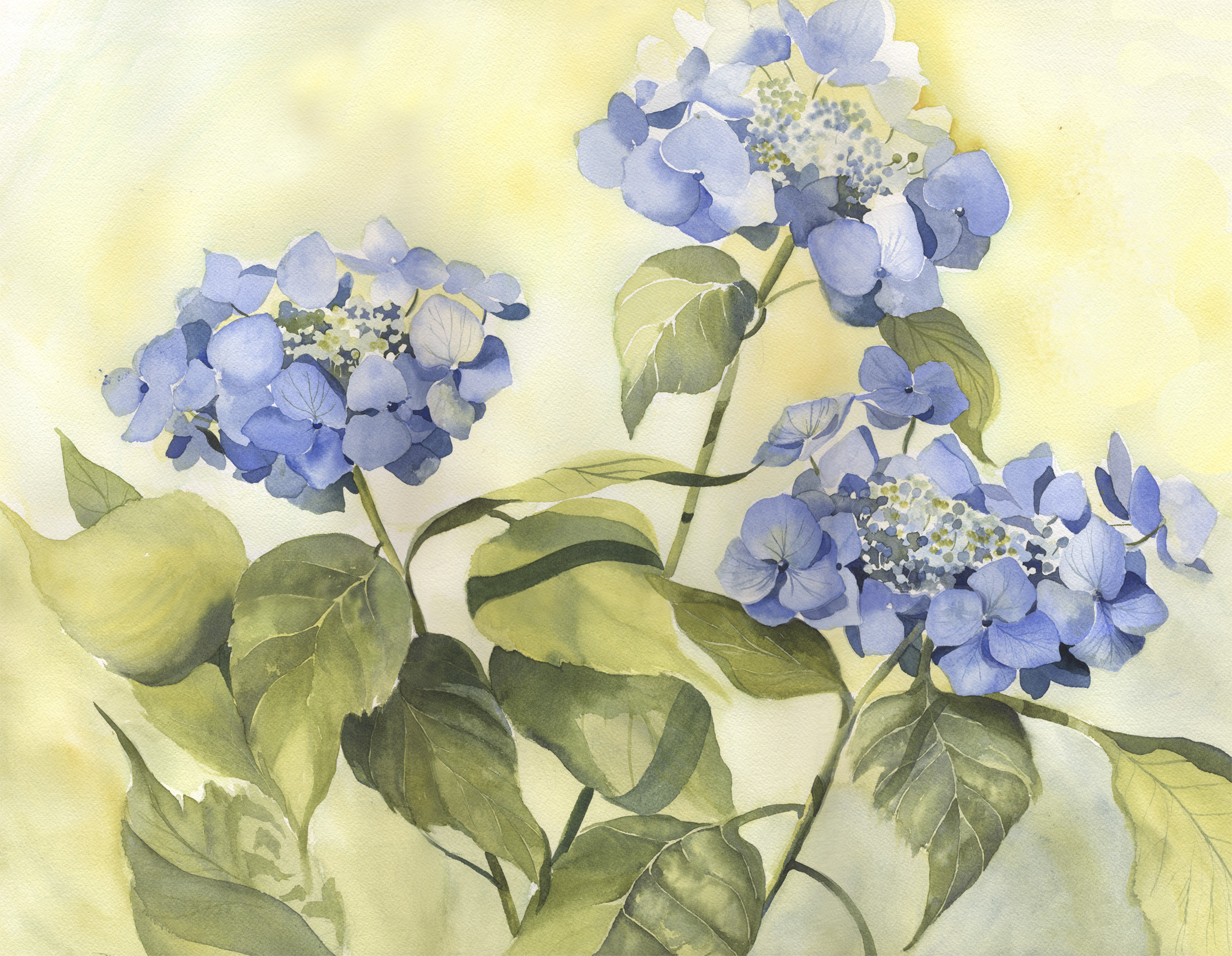 Blue Hydrangea