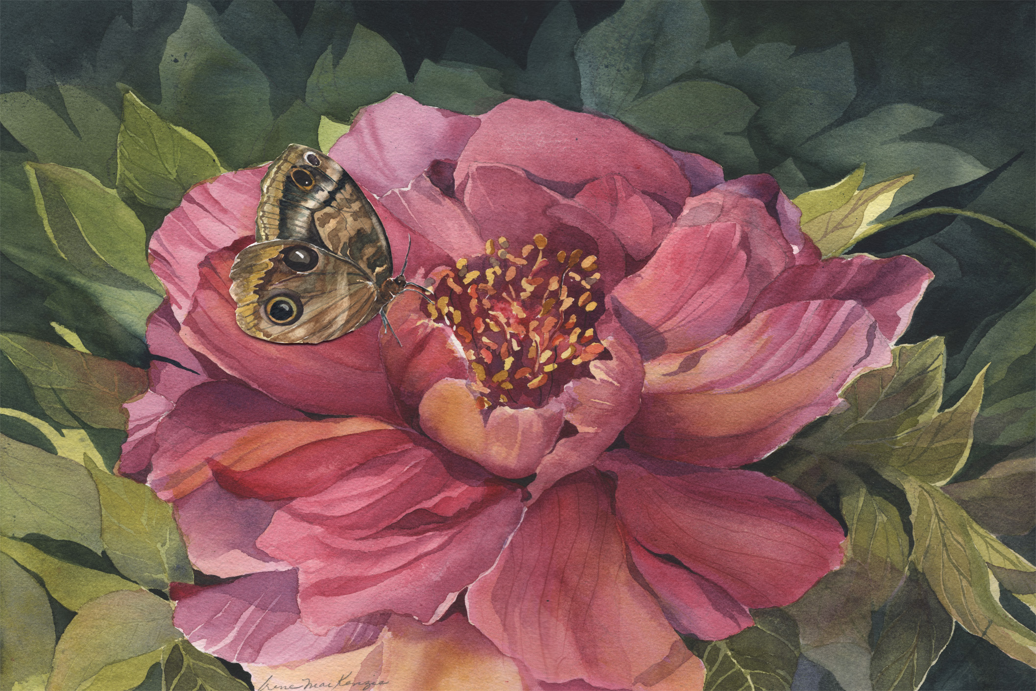 Owl Butterfly