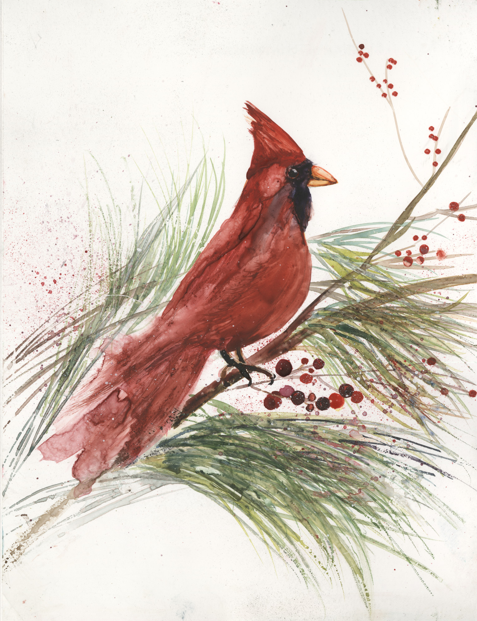 Snowy Cardinal