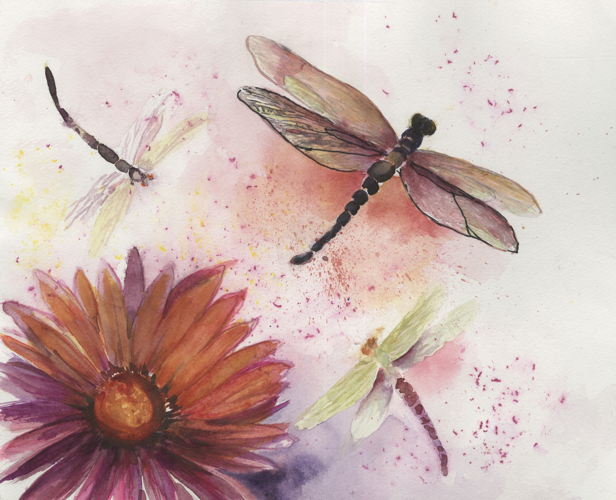 Dragonflies