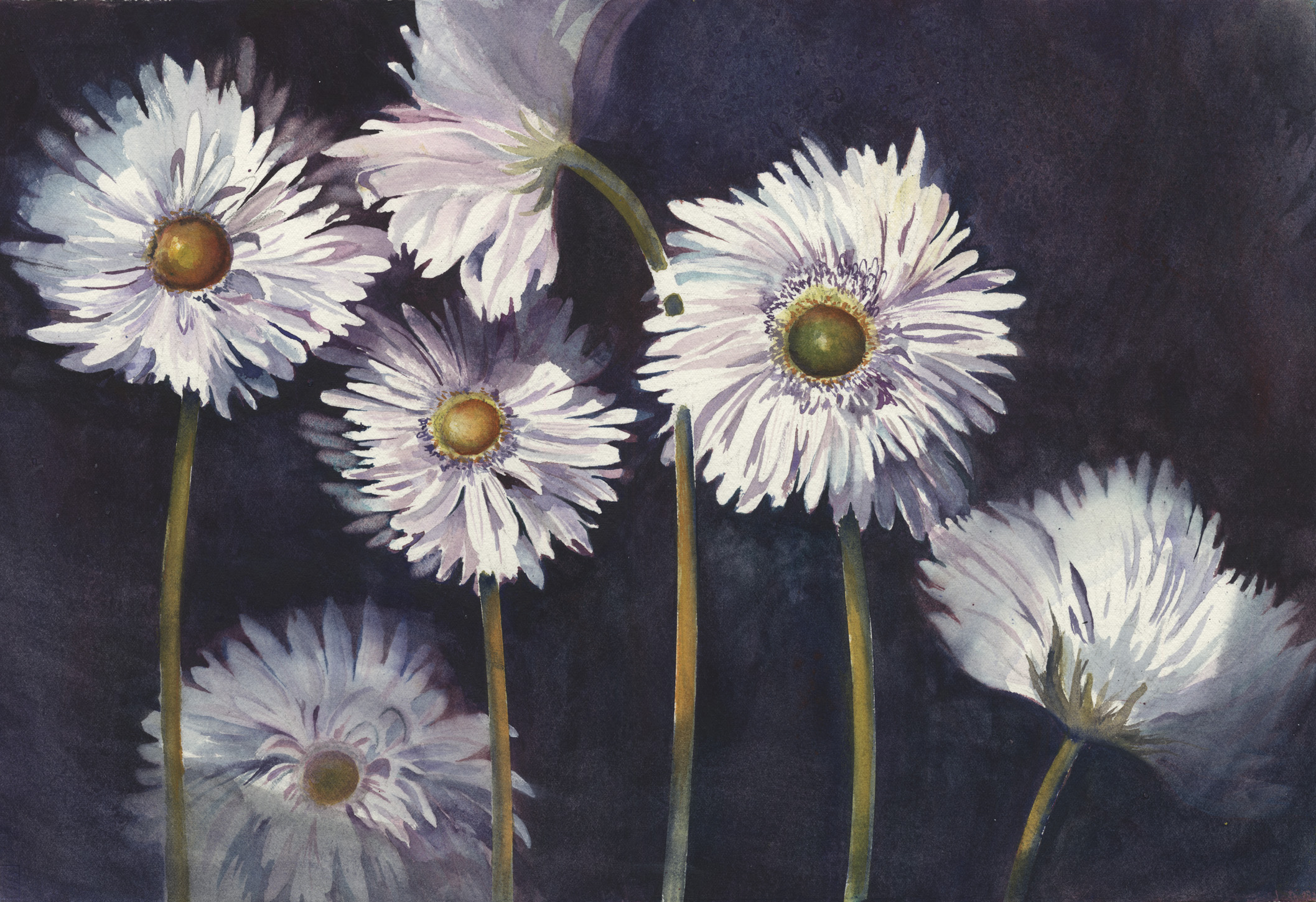 White Gerberas