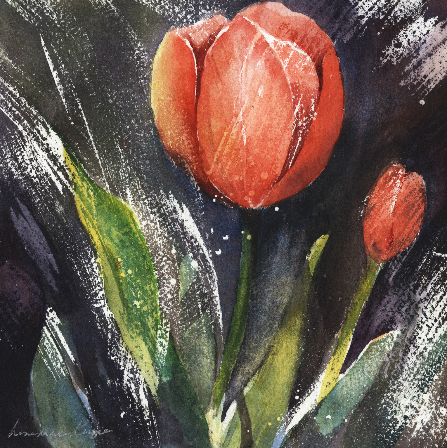 Red Tulip