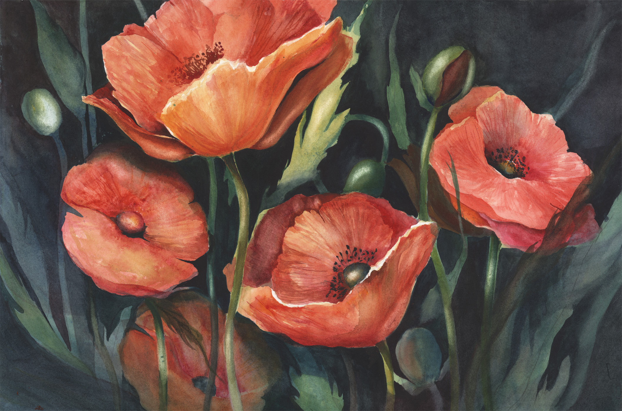 Poppy Passion