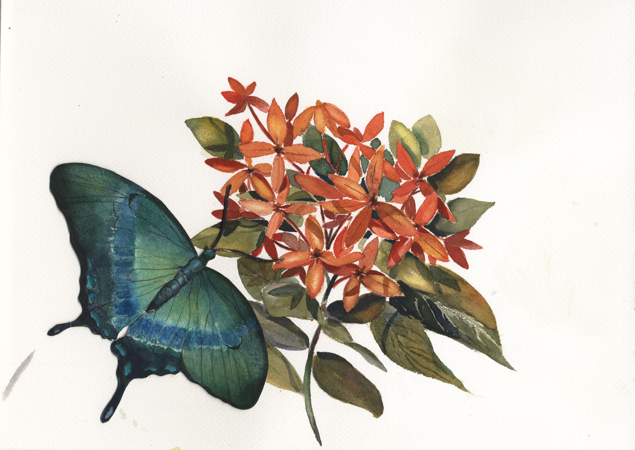 Emerald Swallowtail